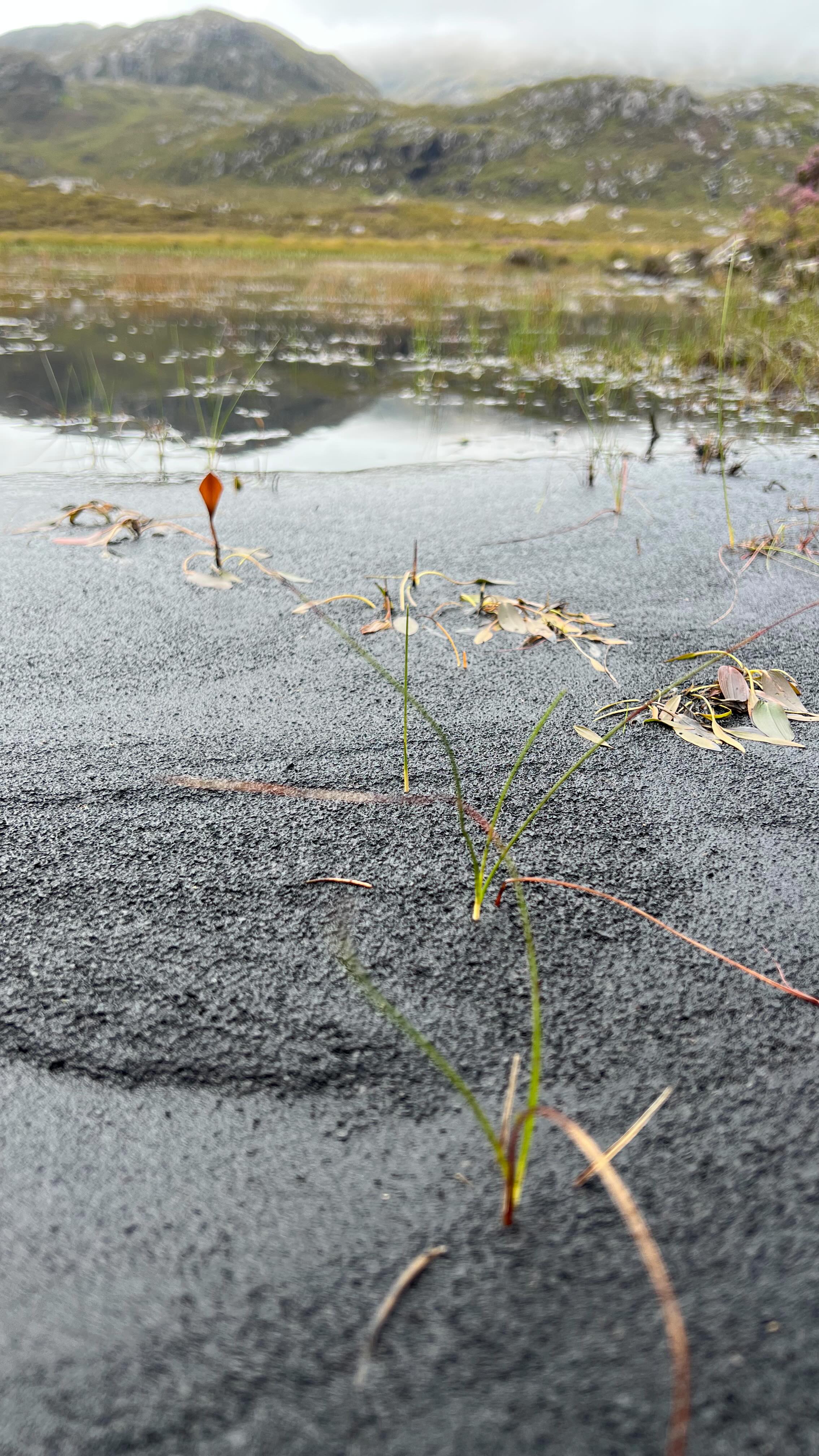tlàthas /tLaː.əs/
fir. gin. -ais
1 mildness, balminess, mellowness 2 gentleness 3 smoothness 4 tenderness, delicateness 5 kindness
Pollen and peat on my feet today.
First day of the boys being back at school and I gifted myself a 'breaker day'.
A day to wander and wonder, contemplate, let life sink in kindly.
The hillside gifted me warm, honey scented air, butterflies, dragonflies, a river of purple flowers. And a tic!
#gàidhlig #placebased #gaelic #sitespecific #waysofseeing #lèirsinn #motherartist #scottishart #tlusmhorachd #selfcare