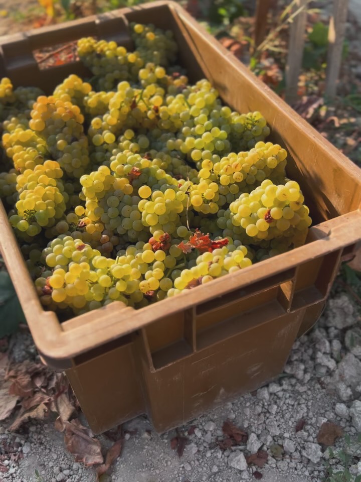 Last week marked the start of our harvest, bringing with it great expectations for the season ahead. This year is extra special—it celebrates 20 years since our winemaking journey began.
So far, we’ve brought in beautiful local Chardonnay and Grenache, with more to follow in the coming weeks. To mark this milestone, we’re crafting exciting new creations, both here at home and beyond our shores. 🍇✨
Two decades of passion, dedication, and countless hours in the vineyard have led us here—and the next chapter promises to be our most thrilling yet. Stay tuned…
#20YearsOfWinemaking #Harvest2025 #SmallWineryBigDreams #FromVineToWine #WinemakingJourney #ExcitingTimesAhead