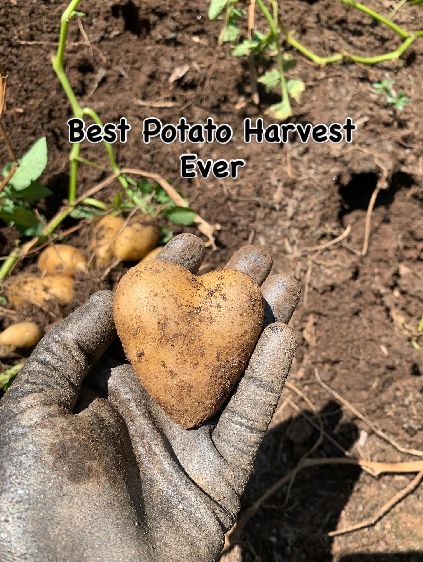 Come get your delicious weird shaped potatoes tomorrow at Marigold Market! You know you want to. We’ll be at Pittard Park from 9am - 1pm.