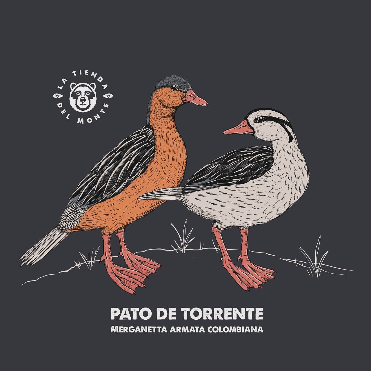 El gran pato de Torrente 🔥
🌊🦆 El guardián de los ríos andinos
El pato de torrente (Merganetta armata colombiana) es una de las aves más sorprendentes de nuestra biodiversidad. Vive en los ríos de corriente rápida en los Andes y ha desarrollado patas fuertes y plumaje impermeable para nadar contra la fuerza del agua. Un verdadero símbolo de resistencia y adaptación.
En Colombia lo encontramos en riachuelos y quebradas de montaña, pero sus poblaciones están en riesgo por la pérdida de hábitat y la contaminación de los ríos. 💧
Con nuestros productos ilustrados con el pato de torrente, no solo llevas una prenda con identidad y belleza natural, también ayudas a visibilizar y valorar a esta especie única de nuestros Andes. 🌿✨ está bella ilustración a cargo de la tesa de @naturaleza.ilustrada nos suma una especie más a nuestra colección.
👉 Encuentra camisetas, mugs y más en nuestra tienda.
🛒 Haz tu pedido y únete a la onda de proteger lo nuestro.
www.latiendadelmonte.com
#LaTiendaDelMonte #BiodiversidadColombiana #PatoDeTorrente #MerganettaArmata #OrgulloAndino