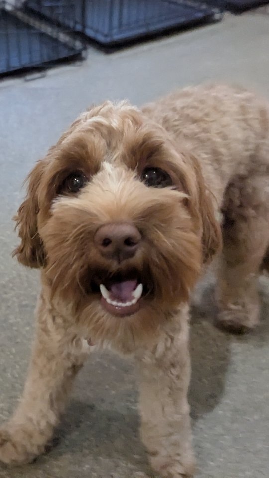 Your Dog’s Daily Diary at PANT 📓
From zoomies to cuddles, every moment at dog daycare is filled with joy, play, and happy tails.
Because the best stories are written in wags. 💛
#dogdaycarelife #pantpackpups #happydogdays #playfulpupsclub #citydoglife #puppylove202