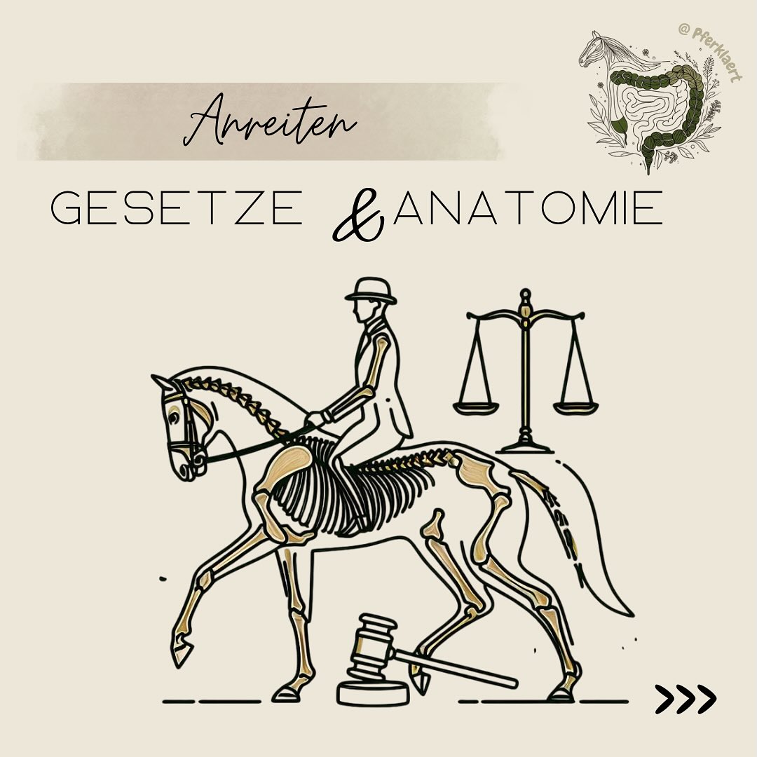 🚫 Zu jung, zu früh, zu viel – warum frühes Anreiten ein Problem ist
Viele Pferde werden heute deutlich vor ihrem 3. Geburtstag angeritten – bei Galopp- und Trabrennpferden sogar oft schon mit 1,5 Jahren, damit sie im Alter von 2 schon ihre ersten Rennen laufen können. Aber auch im Dressur- und Springsport und auch bei dem ein oder anderen ambitionierten Freizeitreiter wird sich schon mit 2,5 Jahren auf das Pferd gesetzt, um mit drei die ersten Turniere zu gehen.
Das Problem: Die Pferde sind in diesem Alter anatomisch und mental noch gar nicht bereit für solche Belastungen.
1️⃣ Anatomie – der Körper ist noch im Bau
Viele Knochen weisen je nach Alter des Pferdes Wachstumsfugen (Epiphysenfugen) auf, die erst über Jahre hinweg verwachsen. Das eigentliche Längenwachstum der Knochen findet genau in diesen Fugen statt.
Beim ausgewachsenen Pferd ist dieser Bereich vollständig verknöchert. Beim Fohlen oder Jungpferd hingegen besteht er noch aus Knorpel – und ist damit sehr empfindlich.
Zu frühe oder falsche Belastung – etwa hohe Leistungen, exaltierte Bewegungen oder mechanischer Druck durch Überzäumen, enge Ausbinder oder zu frühes Anreiten – kann zu Schäden an den Epiphysenfugen führen. Das wiederum kann bleibende Fehlstellungen oder fehlerhaftes Wachstum des gesamten Skeletts nach sich ziehen.
📅 Zeitplan des Knochenwachstums beim Pferd:
- Vorderfußwurzelknochen 1,5-2,5 Jahre
- Unterarmknochen 2-3,5 Jahre
- Oberarmknochen 3-3,5 Jahre
- Schulterblatt 3,5-4 Jahre
- Sprunggelenk 4 Jahre
- Becken 3-4 Jahre
- Wirbelsäule 5-7 Jahre
⚠️ Die Qualität der Gelenkknorpel wird bereits in den ersten 5 Lebensmonaten festgelegt – Fehler oder Überlastung in dieser Zeit wirken sich auf das ganze Leben des Pferdes aus.
Nur weil ein Pferd groß aussieht, heißt das nicht, dass es körperlich belastbar ist.
⬇️ in den Kommentaren geht es weiter⬇️