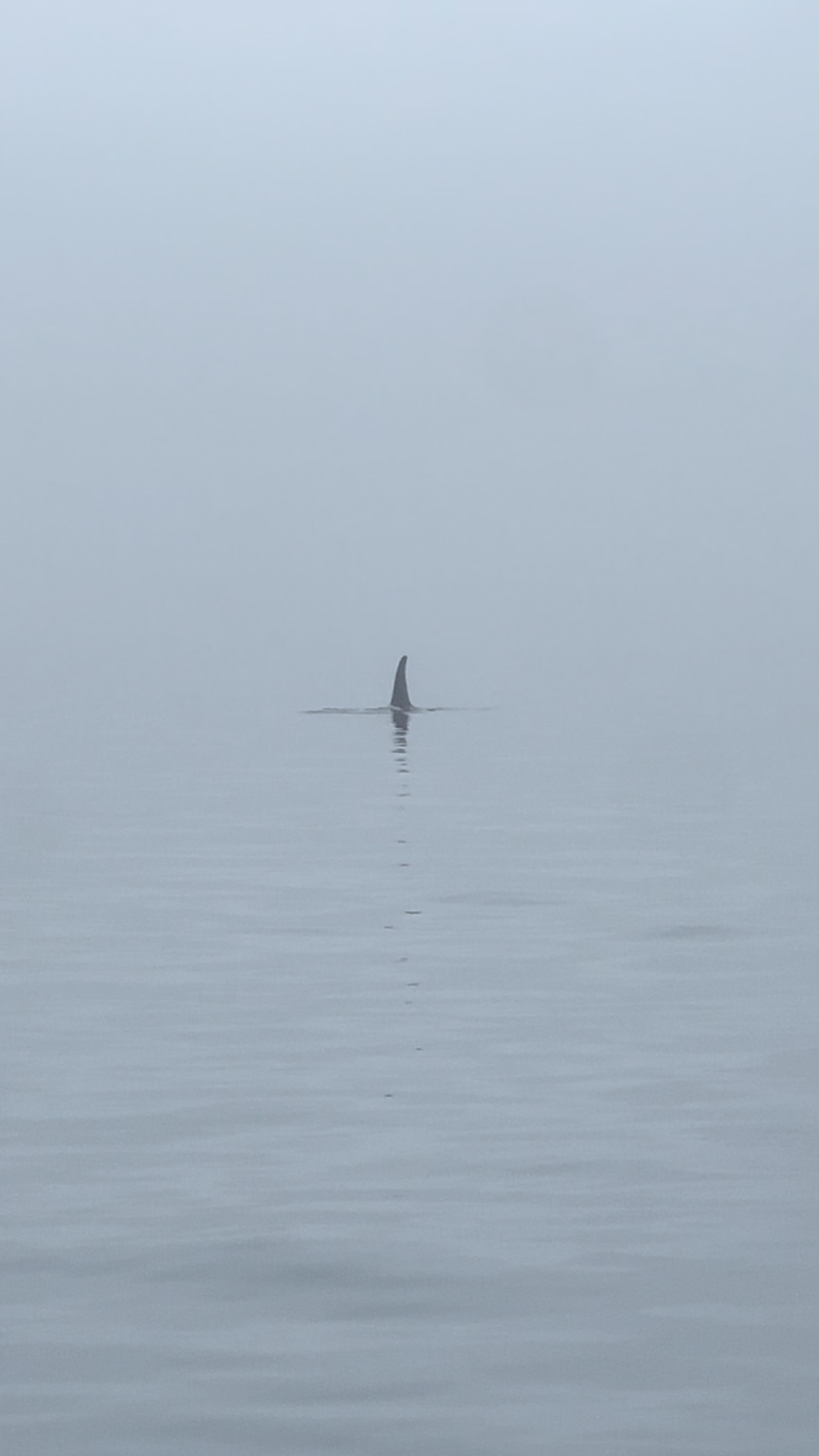 So magical to see this big pod of Orcas through the fog! #Orcas #whales #whalewatching #westcoast #nature #thebearandtide