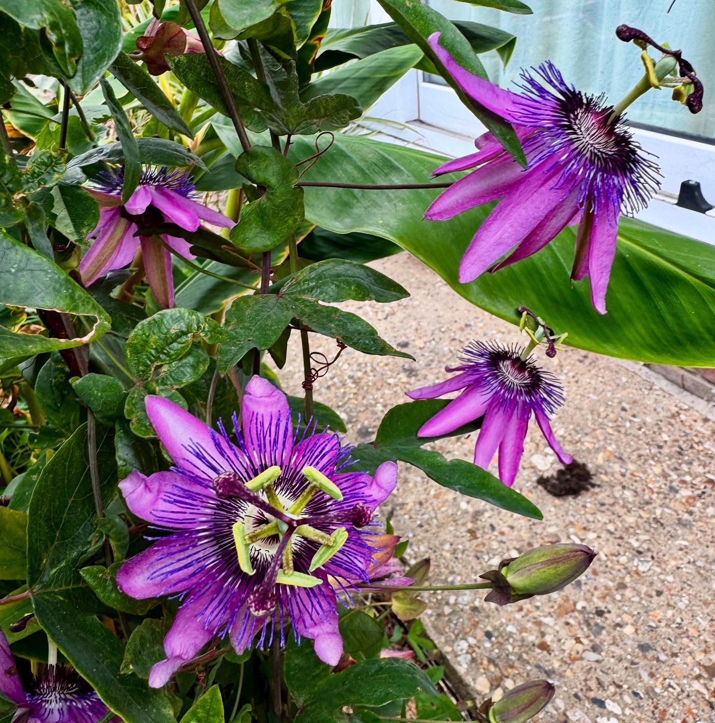Passiflora lavender lady smothered in flowers this year #flowers #hardyexotics #plantsmakemehappy #passiflora
