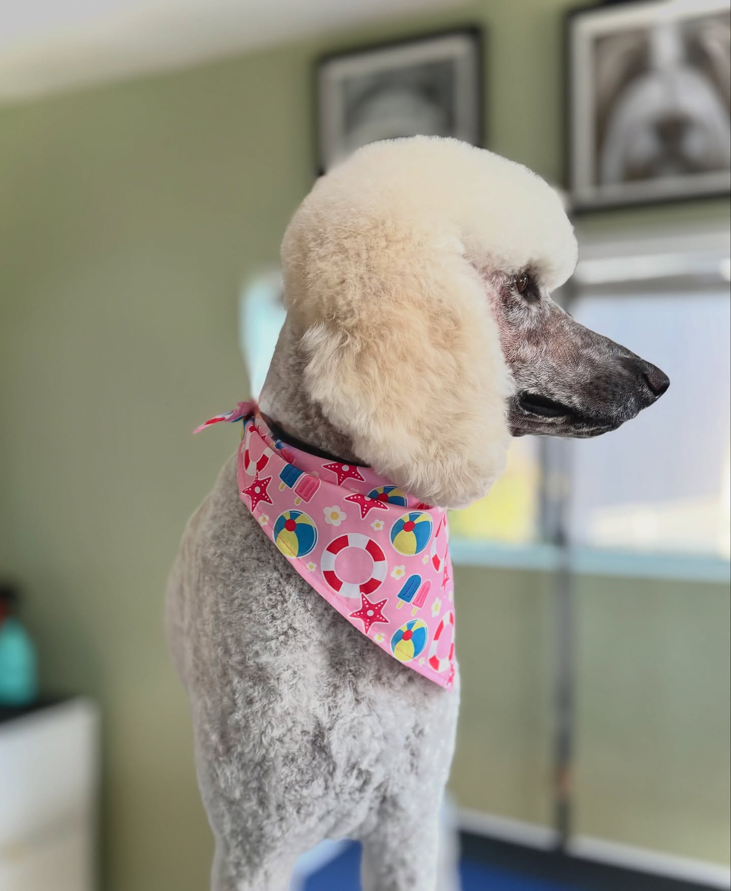 ✨Monday Magic! ✨
Beautiful Chloe after her spaw day today.
#standardpoodlelove #sandiego #poodles #poodlegram #igroom #groomersinsandiego #fearfree #oneonone #petgrooms