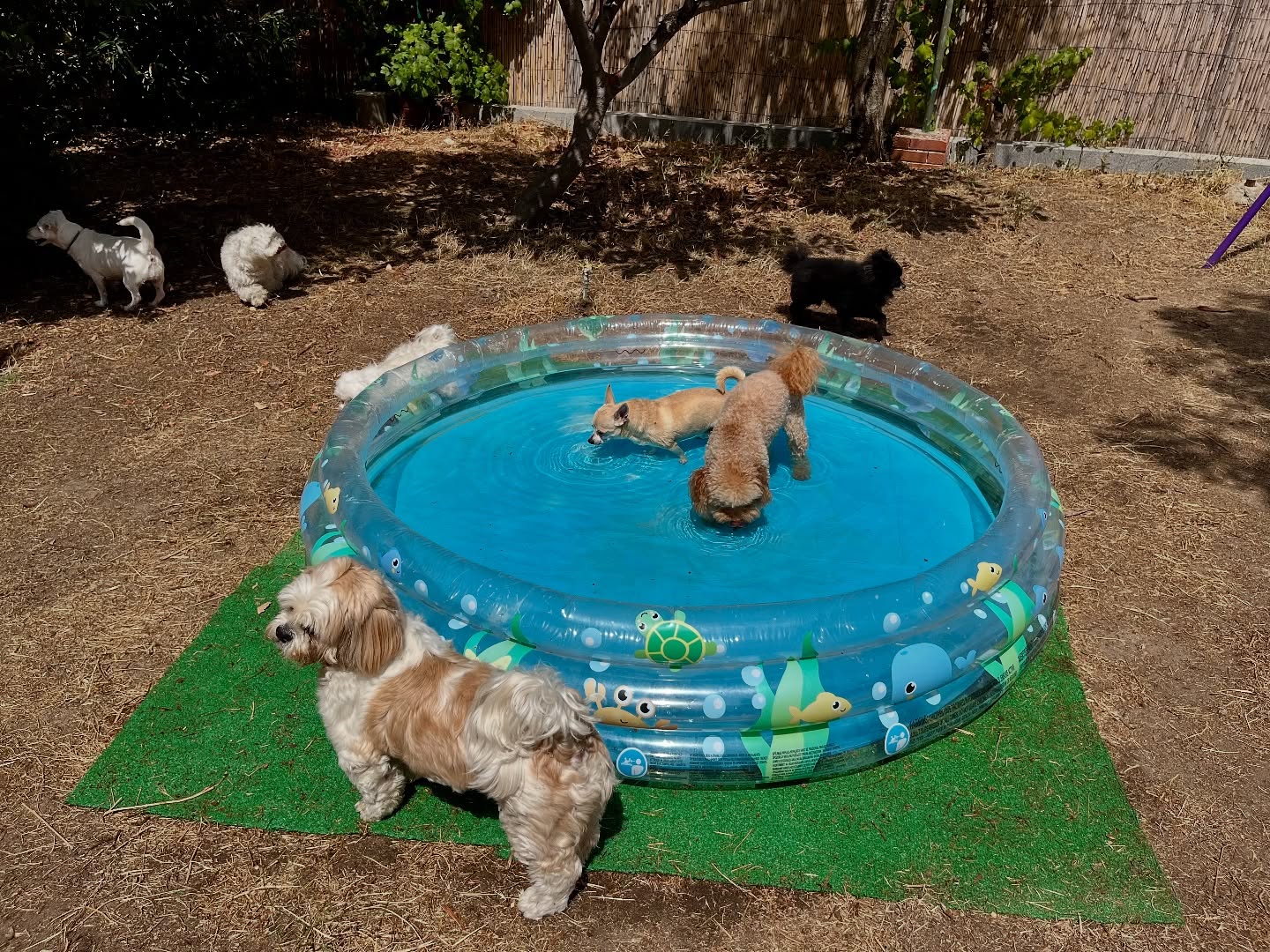 #cuidadoresdeperros #madrid #mascotas #españa #igersmadrid #perros #dogs #dogsofinstagram #perrospequeños #dogslife #dogfriend #fotosdeperros #comoencasa #vacaciones #doglover #pomeranian #chihuahua #caniche #bichón #bichonmaltes #shitzu #shitzulovers #pomerania #pomeraniaespaña #verano #verano2025 #summer