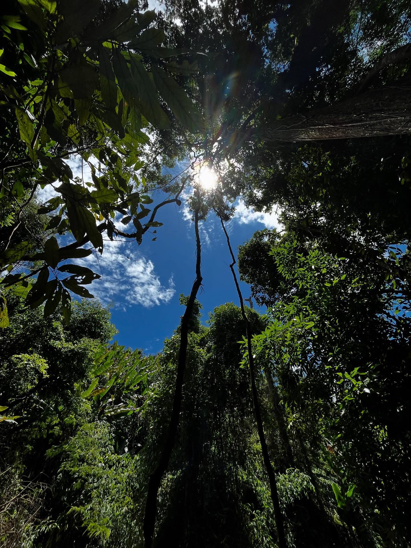 JUNGLE HIKES 08/25 🇹🇭
Your kidneys filter around 170 litres of blood a day, producing around 2 litres of urine to keep you healthy and toxin free 💪🏻
To keep our kidneys completing this life saving task, we need to drink a lot of water per day, 6-8 cups or glasses in fact. 💧
I’ve never drank so much water in one day after I hiked in the tropics this August. I certainly drank more than 8 cups. 🥵
I’ve been wanting to hike in jungle terrain for ages so this was awesome. It’s given me plenty of ideas for future expeditions too….
Keeping yourself hydrated has immense health benefits, keeps you moving on the trail 🥾 and also helps prevent chronic kidney conditions.
Kidney health for all 🤘🏻
#kidneyhealthforall #junglehike #tropics #adv #fsgs #kidneytransplantrecipient #stayhydrated💧