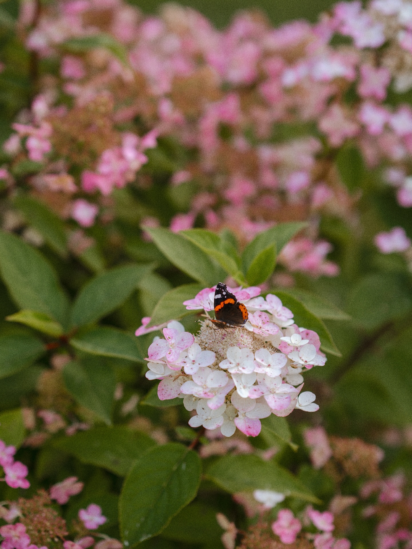 Summer says its goodbyes 🤍
Can you feel it too?