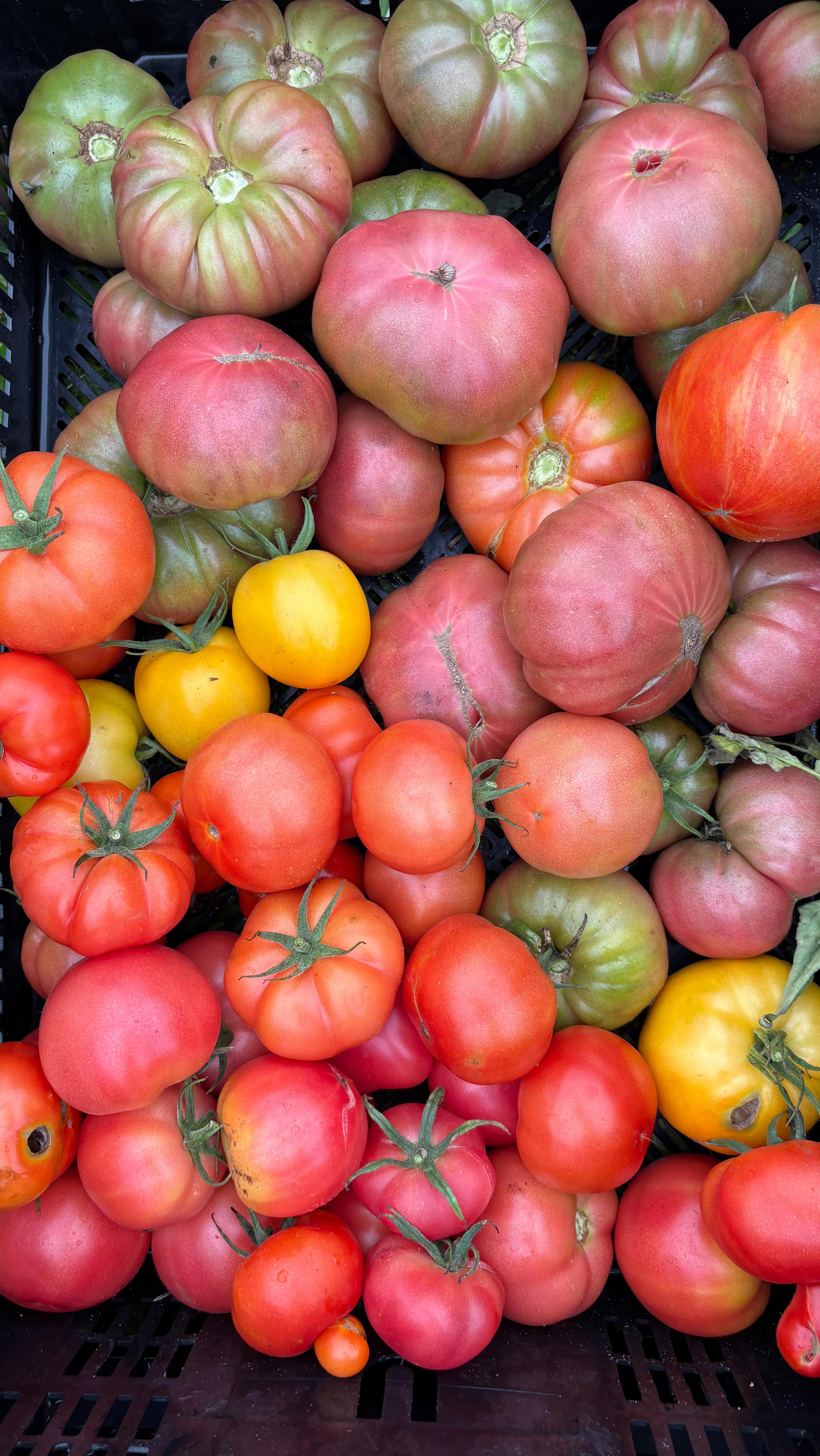 Nothing says August like a perfect heirloom tomato 🍅☀️
#heirloomtomatoes #peakseason #toamto #tomatoseason #farmfresh #eatlocal #organic #organicveggies #tomatolove #summerharvest #flavorofsummer #eatlocal