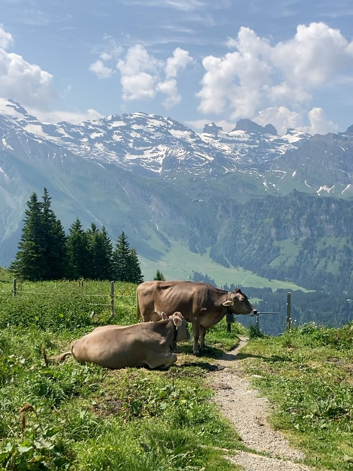 Boka ditt nästa hjärteäventyr och njut av härliga vandringsdagar i bergen 11-14 september ☀️⛰️🌼🥂💕 En chans att koppla av, återhämta dig, bygga kraft och dela unika ögonblick i bergen.
🌸Tänk dig vandringar uppe i bergen med en känsla av frihet samtidigt som du knyter nya vänskapsband till andra kvinnor som söker samma gemenskap och upplevelser.
🥾 Professionellt ledda Vandringsturer som passar alla nivåer.
📍 Engelberg, Schweiz
💯% påfyllning av vacker natur
💥☕️🇨🇭❤️✨🌸🥂👋 🍃 ⛰️
Läs mer på hemsidan eller skicka DM! 🌈💕