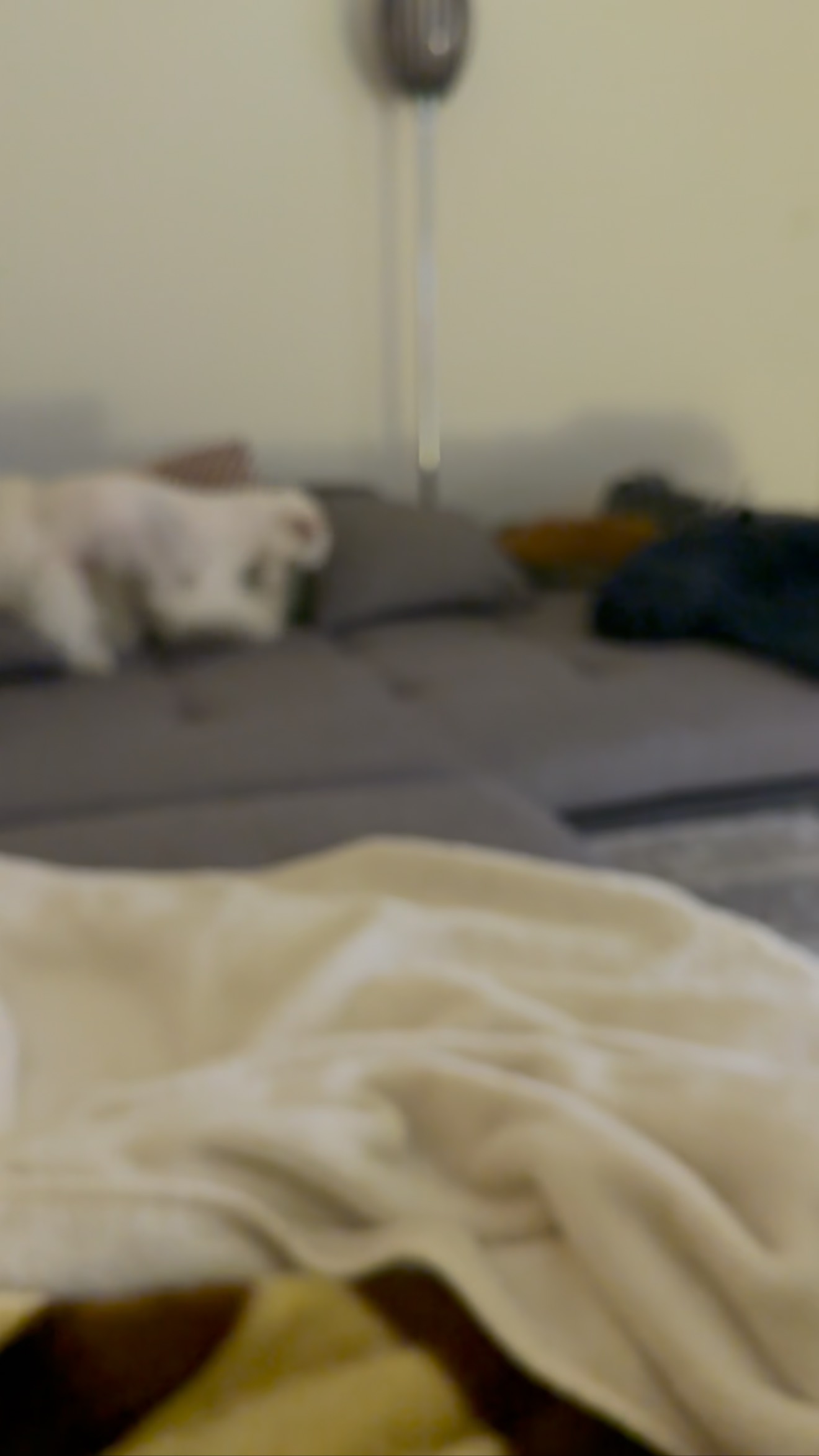 #luzern #maltese #bolonka #maltese #malteser #schweiz #grooming