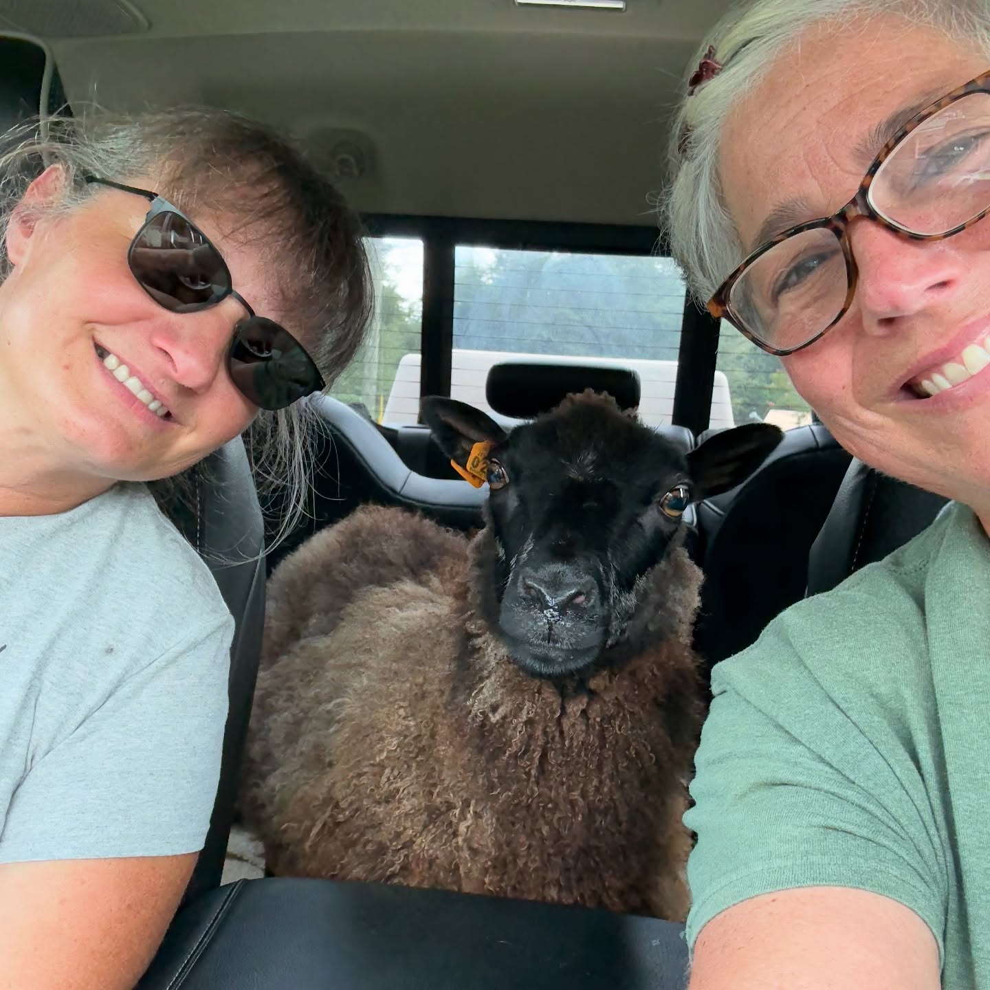 Welcome the newest addition to the farm… this is Clove. She’s the cutest little shetland sheep and has already won our hearts over! She is the definition of pocket sheep… a tiny little girl that loves people and chin scratches. It’s obvious she was well loved at her previous home, and will continue to be spoiled rotten here! Thank you @raccooncove for entrusting her to us! 💕.
#shetlandsheep #shepherdess #farmher #farmlife #fiberfarm #spoiledsheep