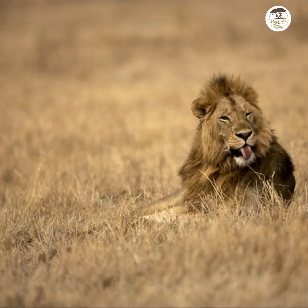 😝😝😝 The lion 🦁 king 🤴
#tanzania
#Zambia #SerengetiNationalPark #kenya