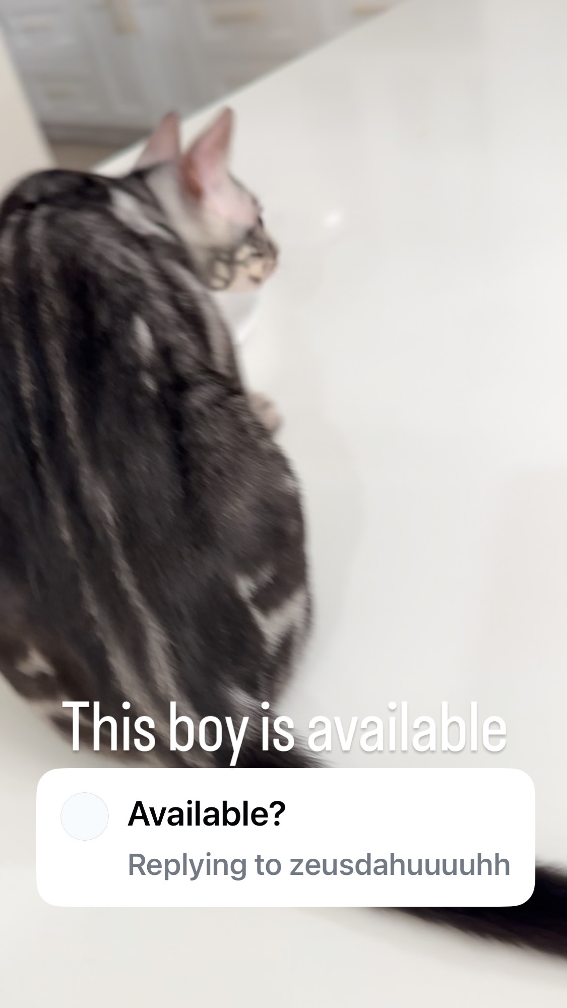 Silver Bengal Boy😻