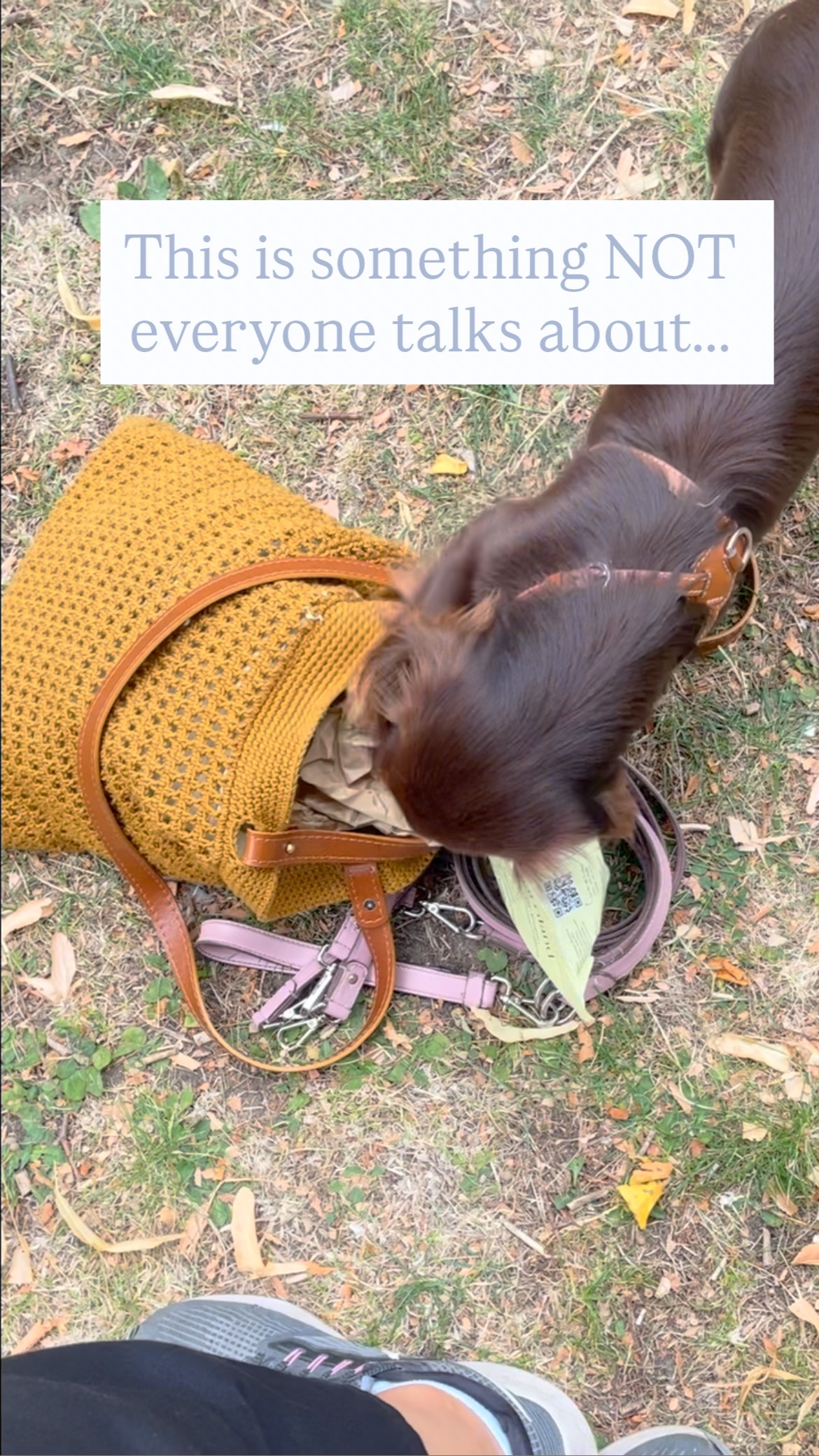 This is why I tell new pet parents: dachshunds are tiny, but their noses are LEGENDARY 😆🐾
Did you know? Dachshunds were bred to hunt badgers, which is why their noses are insanely powerful 🐶👃.
Is your puppy stealing food?
Totally normal, but it’s also a training opportunity!
As a puppy trainer, here’s how I help:
1️⃣ Manage access to your food
2️⃣ Teach ‘leave it’ command
3️⃣ Reward good behavior & be consistent
DM me to help your puppy respect boundaries (and save your snacks!) 🐶✨