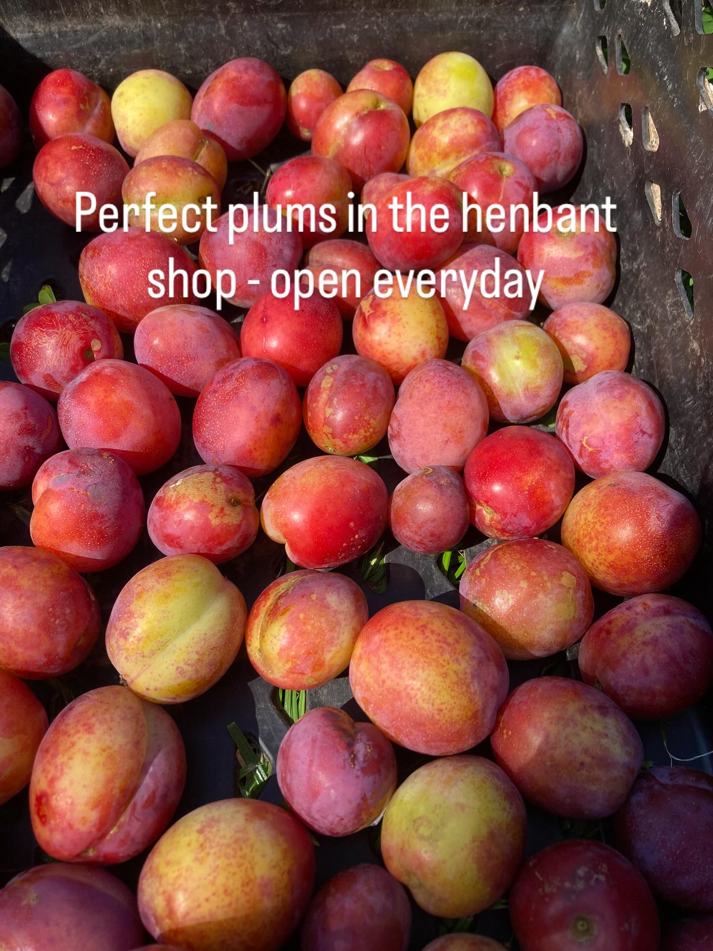 The plums are perfect and ready to eat come and get some today!