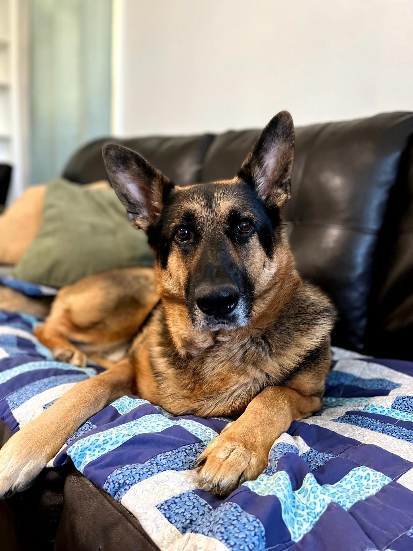 Another sweet baby crossing the rainbow bridge. 💔 It never gets easier. No matter how much time we’re given—or how little—the loss cuts so deeply.
Our family is full of four-legged babies, more than 20 between us all, and each one holds a piece of our hearts. For those who don’t have animals, it’s hard to put into words the love, the companionship, and the comfort they bring into our lives.
Their time with us is always too short, but their love is limitless. They love us unconditionally until their very last breath, and we’re lucky enough to carry that love with us until our own. 🌈🐾 See you again Harley Jaxx, Aunties love you! 💜