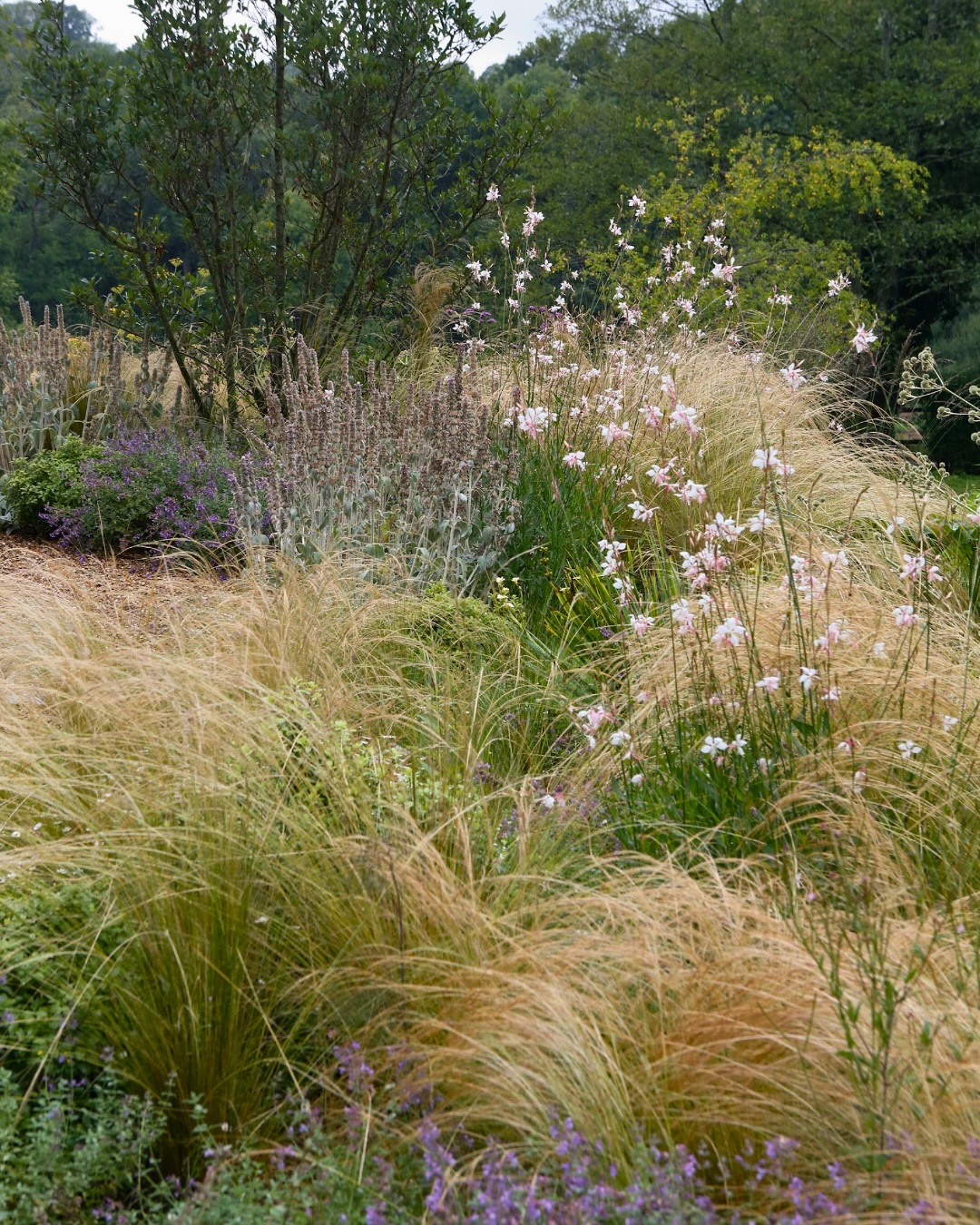 In just its first year, this Sussex garden has burst into life!
Bringing colour, texture and structure to the terrace of this beautifully renovated farmhouse, this planting scheme has thrived.
With a mix of soils in a small area, from free-draining and sunny terraces, to consistently wet and exposed slopes, this area took careful consideration when it came to plant choices. We worked with the mindset of ‘right plant, right place’ to ensure the scheme would not only work together, but thrive together.
Key flowering species shown here are Oenothera lindheimeri ‘Whirling Butterflies’, Stachys byzantina, Nepeta racemosa ‘Walker’s Low’, Erigeron karvinskianus, Foeniculum vulgare, Verbena bonariensis, Eryngium Horridum, Verbena Rigida, Agastache ‘Blue Fortune’ and Hordeum jubatum.
These photos were taken just after a well needed downpour so the plants are super happy!
⸻
ABOUT: Joe Perkins Design is a multi-award-winning landscape design consultancy, creating innovative outdoor spaces that celebrate the environment, wildlife, and biodiversity. Working across the UK and internationally, we partner with clients who share our passion for sustainable and visionary design. Discover more about our work at: www.joeperkinsdesign.com