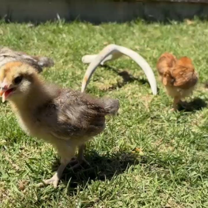 New CELP staff just hatched 🐣🐓🐔