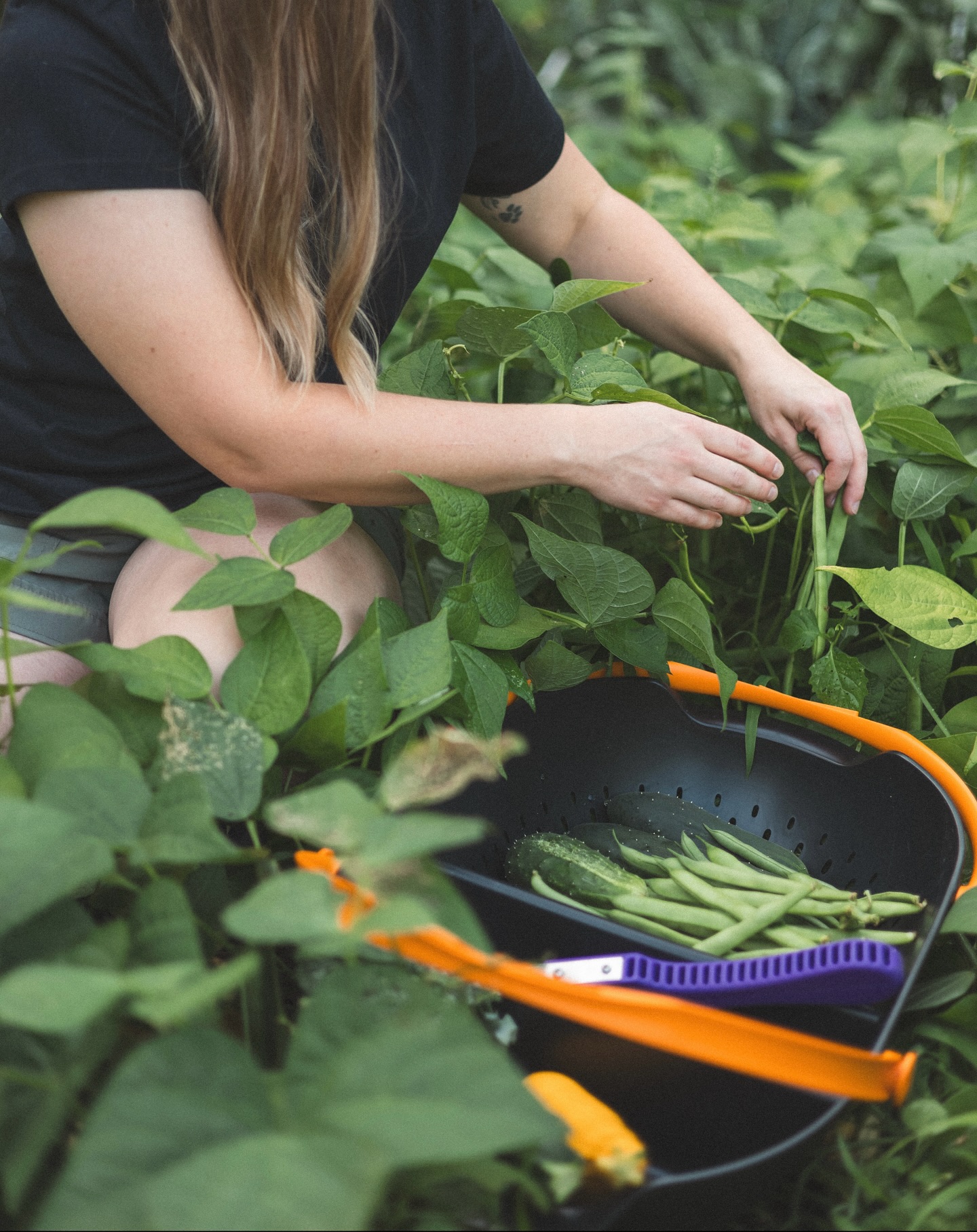 There’s something grounding about kneeling in the soil, hands deep in the plants, knowing this space is where dinner begins 🫘.
I’ve learned that feeding the soil is just as important as feeding ourselves. Compost, leaves, and organic matter turn a regular bed into one that produces abundance season after season. I pride our gardens success to our repurposed seasoned chicken manure 💩
It’s like investing in tomorrow’s harvest with today’s scraps. ✨
Do you compost your kitchen scraps to use in the garden? 🪴