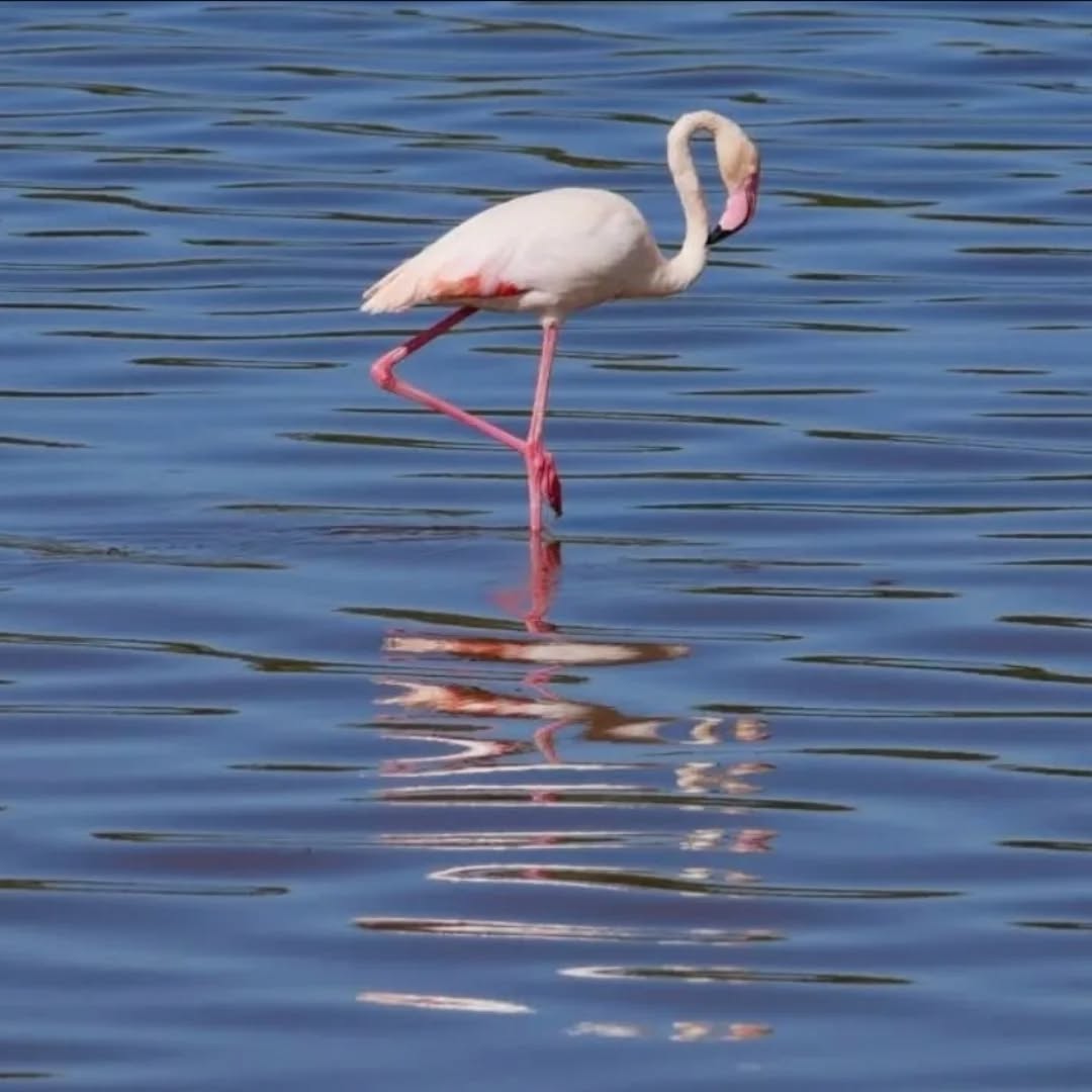 Lake Natron Tanzania 🇹🇿 😎 👌
#lakenatronexpedition #lakenatron #tanzania #tanapa #SerengetiNationalPark #ngorongoroconservationarea
