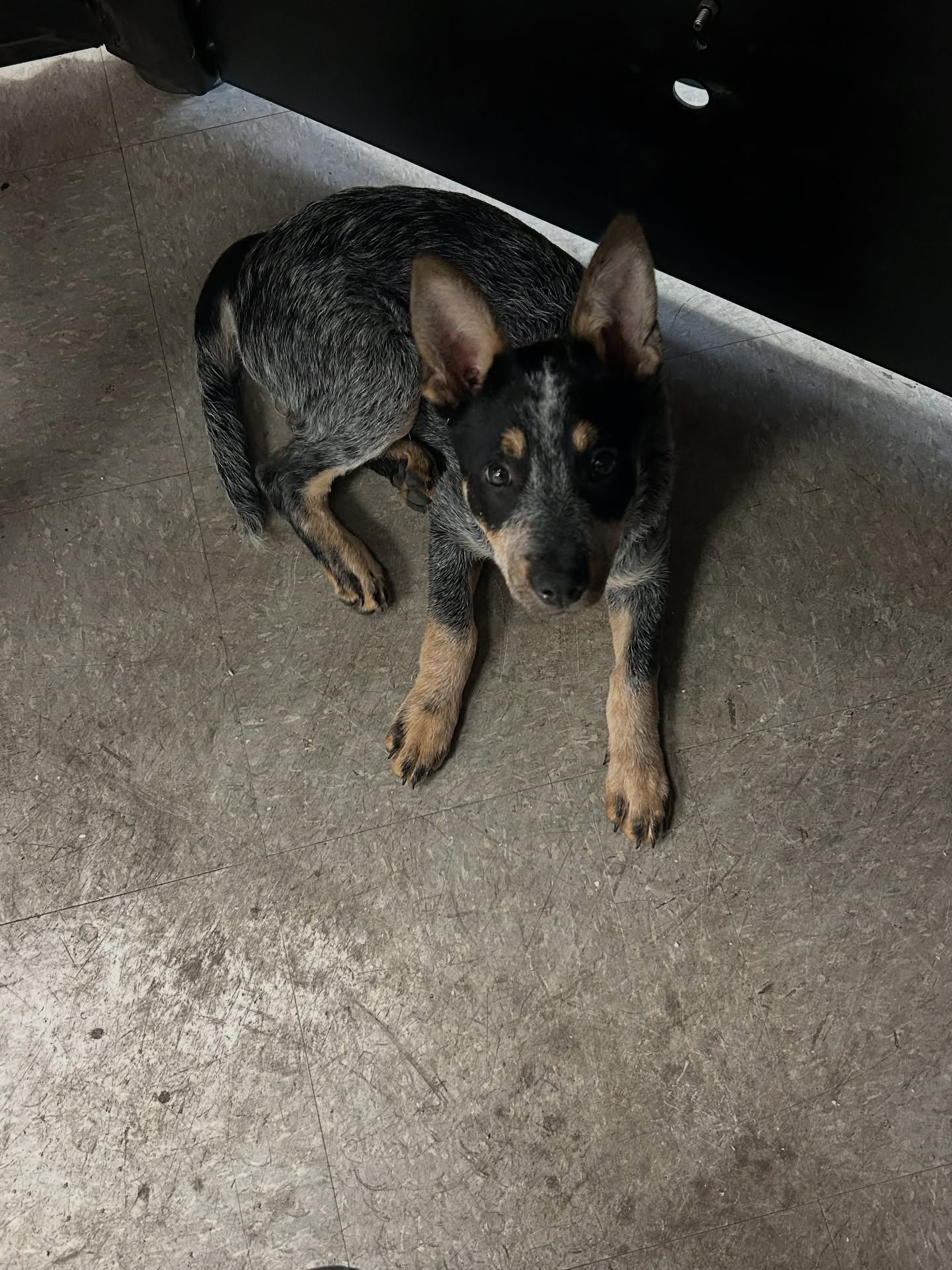 Everyone say hi to our newest Dark Horse Metal Works teammate! Lupe’ the new shop dog. Come say hello at the shop in Granbury.
#shopdogs #welderslife #weldingshop #supportyourlocalwelder