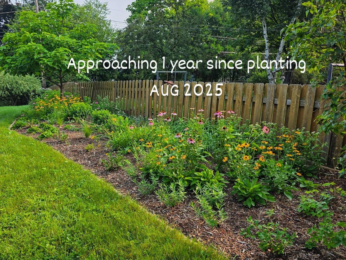 At first glance this might appear to be a bed of rudbeckia and echinacea, but zoom in and find the wild columbine, black chokeberry, wild geranium, amsonia, milkweed, boneset, rattlesnake master, cardinal flower, Christmas Fern, maidenhair Fern, Prairie dropseed, Little Bluestem, Prairie smoke, butterfly Milkweed, bee balm, pale coneflower, liatris, new england aster, summersweet clethra, and lanceleaf coreopsis.
This Meditation Garden is feeding our pollinators and bringing peacefulness and happiness to the humans that share this space and made the garden possible.