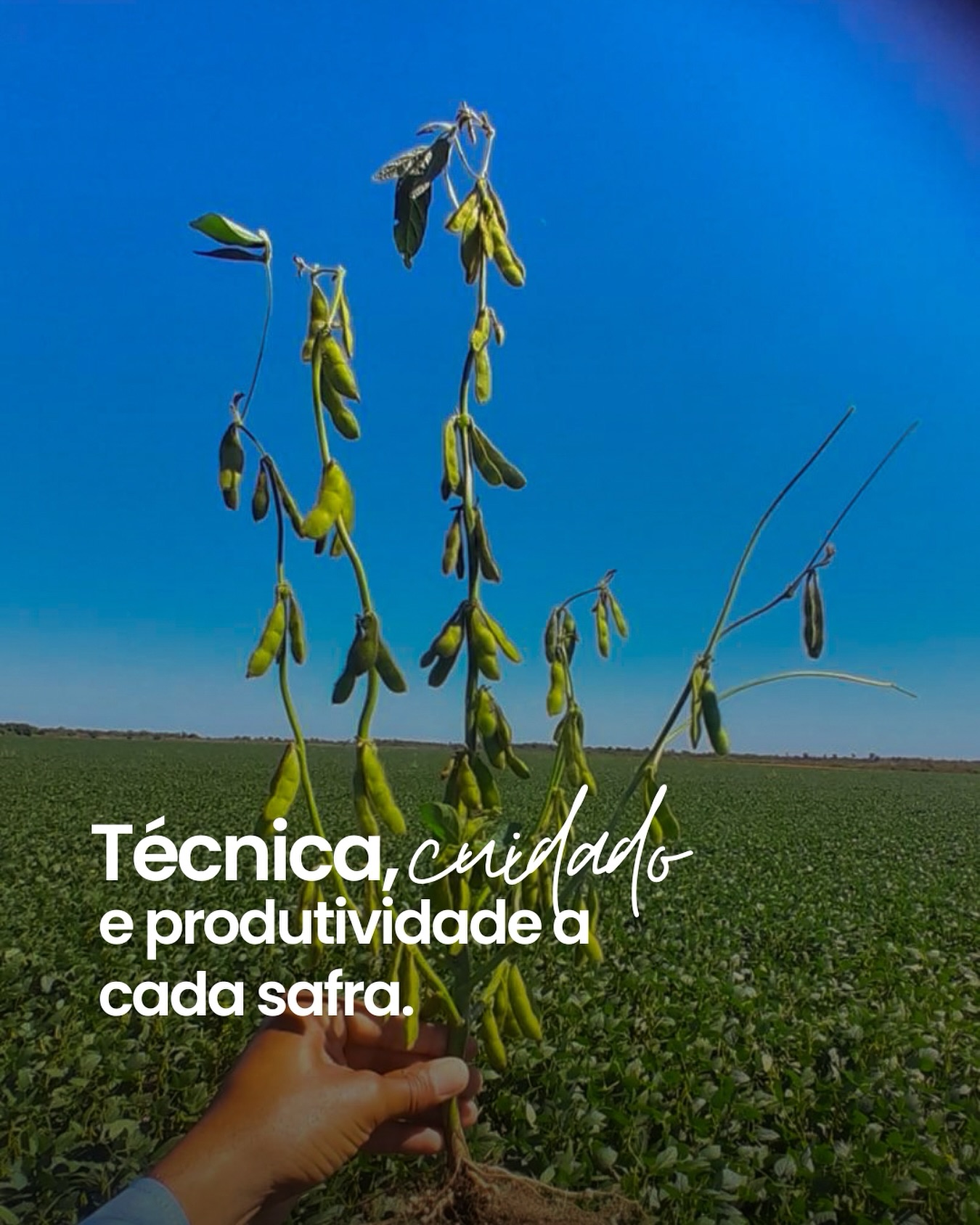 Técnica, cuidado e produtividade em cada safra.
Na Diamante Agrícola, cada etapa é guiada por respeito à terra e visão de futuro.
🌾 Do plantio à colheita, entregamos mais que grãos: entregamos confiança.
#diamanteagricola #soja #agro #feijão #arroz #agronegocio