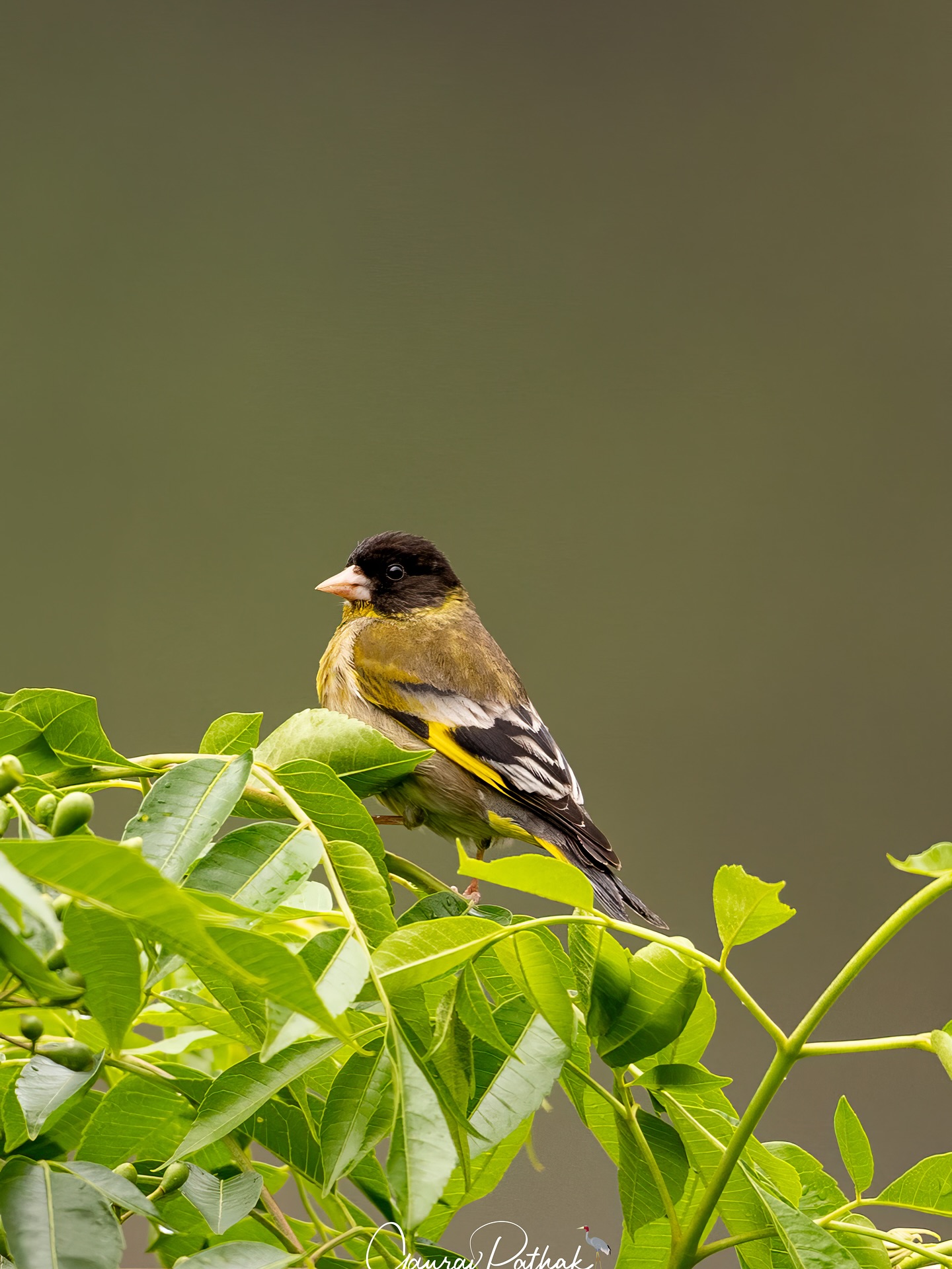 Black-headed Greenfinch (Chloris ambigua) - A quiet pair perched high, catching the breeze. The male, with his bold black cap and yellow wing flashes, stands out against the sky, while the female—more muted but just as composed—mirrors his stance a few branches over. They sat there together, still and watchful, as if surveying the valley below. Sometimes, it’s the quiet symmetry of a moment shared that stays with you.
.
Location - Walong with @aviantrails
Shot on Canon R5
Canon RF600mm F4 L IS USM
ISO 640
f/4
1/800s
.
#canonrf600mmf4 #animalplanet #kings_birds #bbcearth #birdphotographers_of_india #bbcwildlifepotd #best_birds_of_ig #birds_captures #bestbirdshots #bird_brilliance #birds_adored #canonasia #canonedge
#capturedoncanon #birds_nature #discoverychannel #discoverychannelindia #earthcapture #canwithcanon #photoscapeofthemonth #morebirdpics #natgeoindia #natgeoyourshot #nature_brillance #ssptalenthunt #nuts_about_birds #planetbirds #raw_birds #your_best_birds #yourshotphotographer