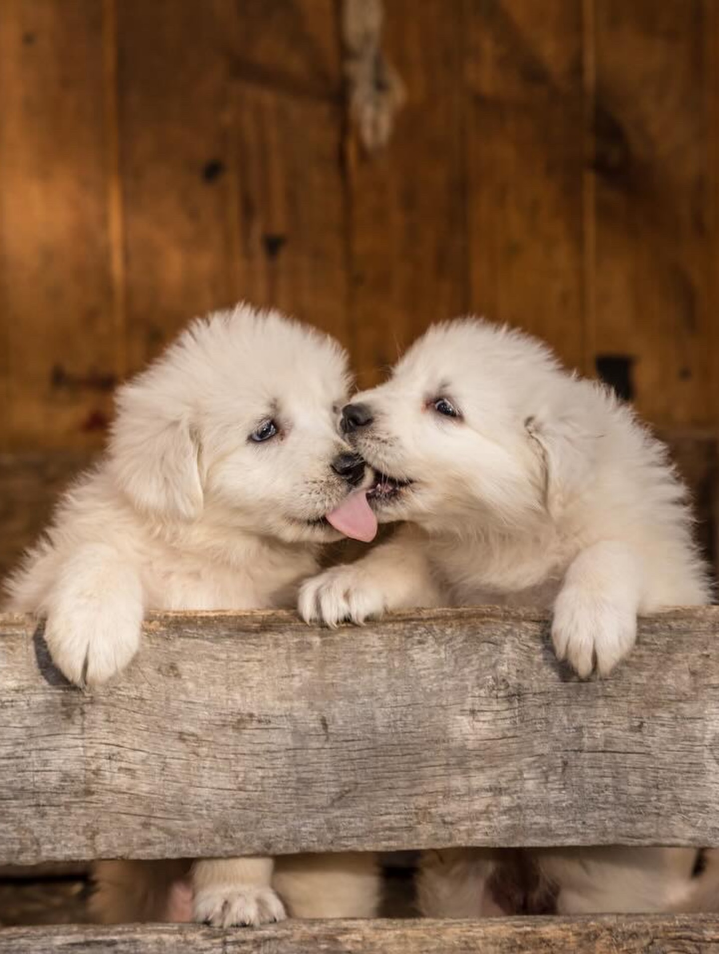 Guardianes de la coexistencia 🐾
Nuestros perros protectores comparten cada día y cada noche con las ovejas, cuidándolas de depredadores como el puma y evitando así la caza de fauna silvestre.
Son el puente que nos permite conservar al puma y mantener la ganadería, creando un equilibrio único entre producción y conservación.
💚 Gracias a @nomade.pet, estos leales guardianes tienen alimento y energía asegurados todo el año para seguir protegiendo y cuidando.
–
Guardians of Coexistence 🐾
Our guardian dogs spend every day and night alongside the sheep, protecting them from predators like the puma and preventing the hunting of wildlife.
They are the bridge that allows us to conserve the puma while maintaining livestock production, creating a unique balance between production and conservation.
💚 Thanks to @nomade.pet, these loyal guardians have food and energy secured all year round to keep protecting and caring.
📸: @fundacioncerroguido
📍: @estancia.cerroguido
#GanaderíaSustentable #FundaciónCerroGuido #ConservaciónPatagónica #perrosprotectores