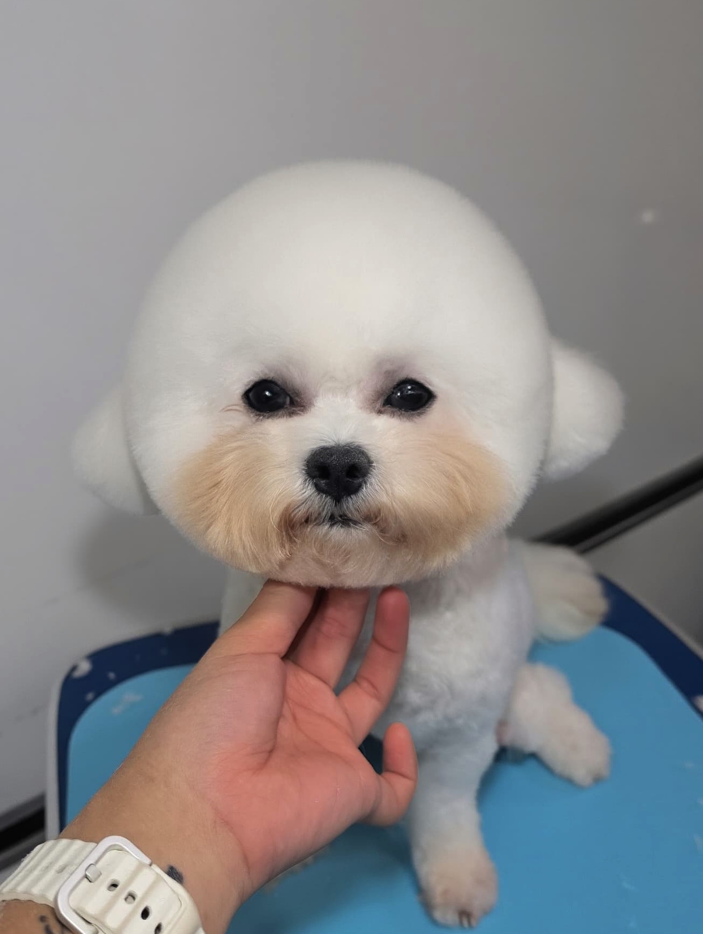 This little fluffball is beyond adorable! 🐶✨literally, like a cotton ball 🐾☁️ #FluffyVibes #CottonBallCutie
-
-
-
-
-
-
-
#PetsMan #petmobilegrooming #doortodoorservice🚗🏡 #petlovers #petgrooming #petslove #petsgroomer #petsgroomingPetsMan 🛁🐶🐱
📍Service Area : KL / KLANG VALLEY AREA
Feel free to DM us for more info !
WhatsApp us for appointment 0175233811 ☎️