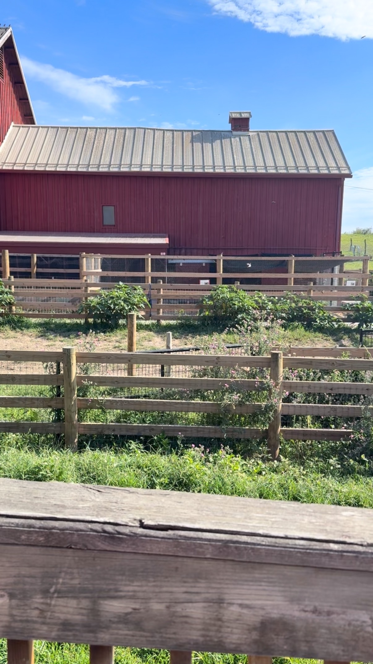 It’s cooking week @commongroundfarm this week! We’re so happy to be collaborating with them 😊 #kidscooking #hudsonvalley #apexkitchenrx #cookingonthefarm #hudsonvalleyfarms #supportlocal