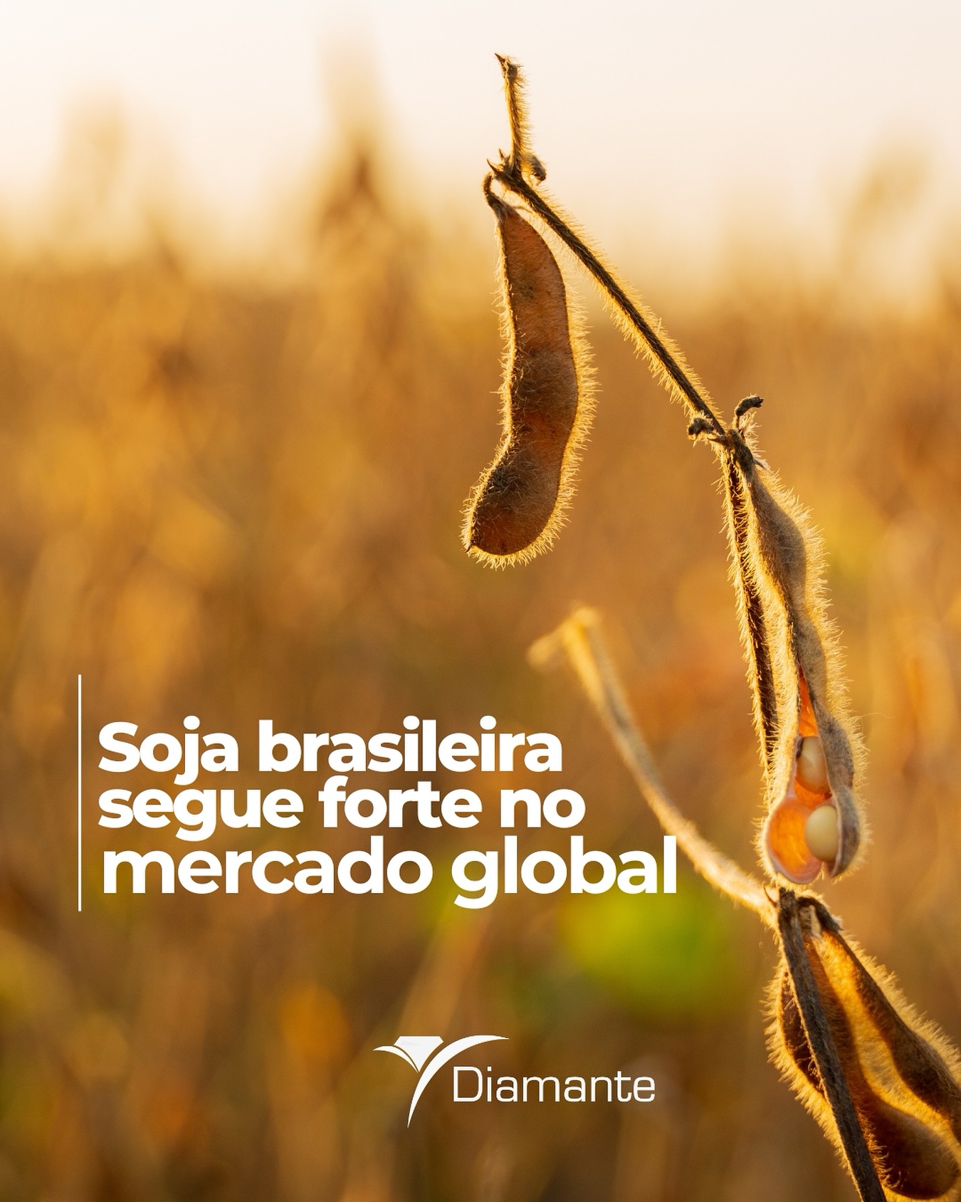 Onde a soja cresce com força, o futuro do agro também floresce.
🌿 Na Diamante, cada hectare é cultivado com manejo consciente, tecnologia e respeito ao tempo da terra.
📍 Produtividade começa no solo, se fortalece no cuidado e se confirma na
colheita.
#diamanteagricola #soja #agro #feijão #arroz #agronegócio