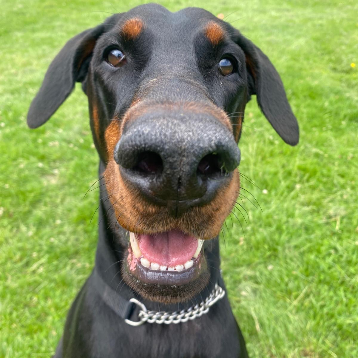 Some recent faces! 🐶🐾
#lothersdalepetretreat #happydoglife #dogboarding #dogboardingbusiness #dogkennels #dogsholiday #tongueouttuesday #doberman #cockerpoo #labrador #dogsofinstagram