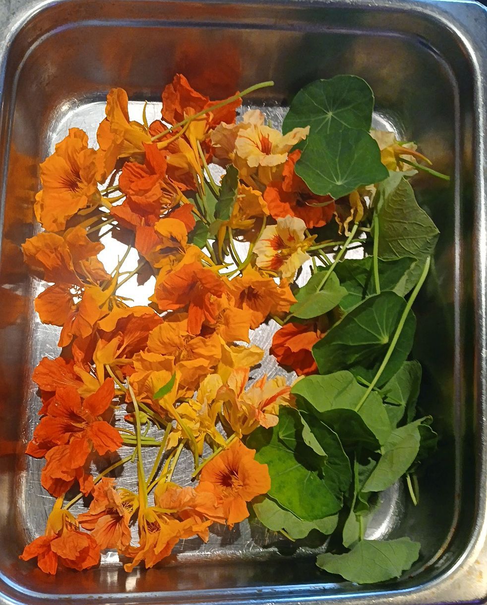 Fresh harvested nasturtium flowers add a spicy peppery flavor to our salads. Come and try them out!