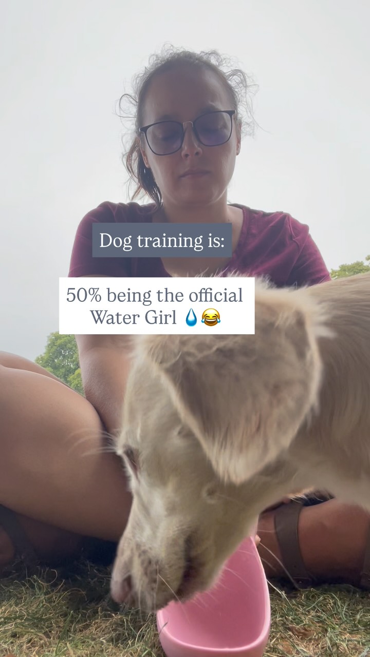 Nobody told me dog training came with a part-time job as a hydration assistant 🐶💦
Yes, I carry more water for my dogs than for myself.
Dogs lose water faster than we think especially during walks, training, or warm days.
Unlike humans, they can’t sweat, so overheating and dehydration sneak up quickly.
Even mild dehydration can cause fatigue, confusion, or tummy troubles in dogs.
Pro tip: Offer small sips every 15–20 minutes during activity, even if they don’t seem thirsty.
What’s your go-to hydration hack for walks?
Share below and let’s keep our pups safe together! 🐕
#DogLife #DogsOfInstagram #DogHumor #DogTrainerLife #DogParents #FunnyDogs #PuppyLife #DogMomLife #DogDadLife #HydrateYourDog #DogHealth #DogCareTips #PetWellness #HappyHealthyDogs #LondonDogs #LondonDogTrainer #LondonDogCommunity #LondonPets