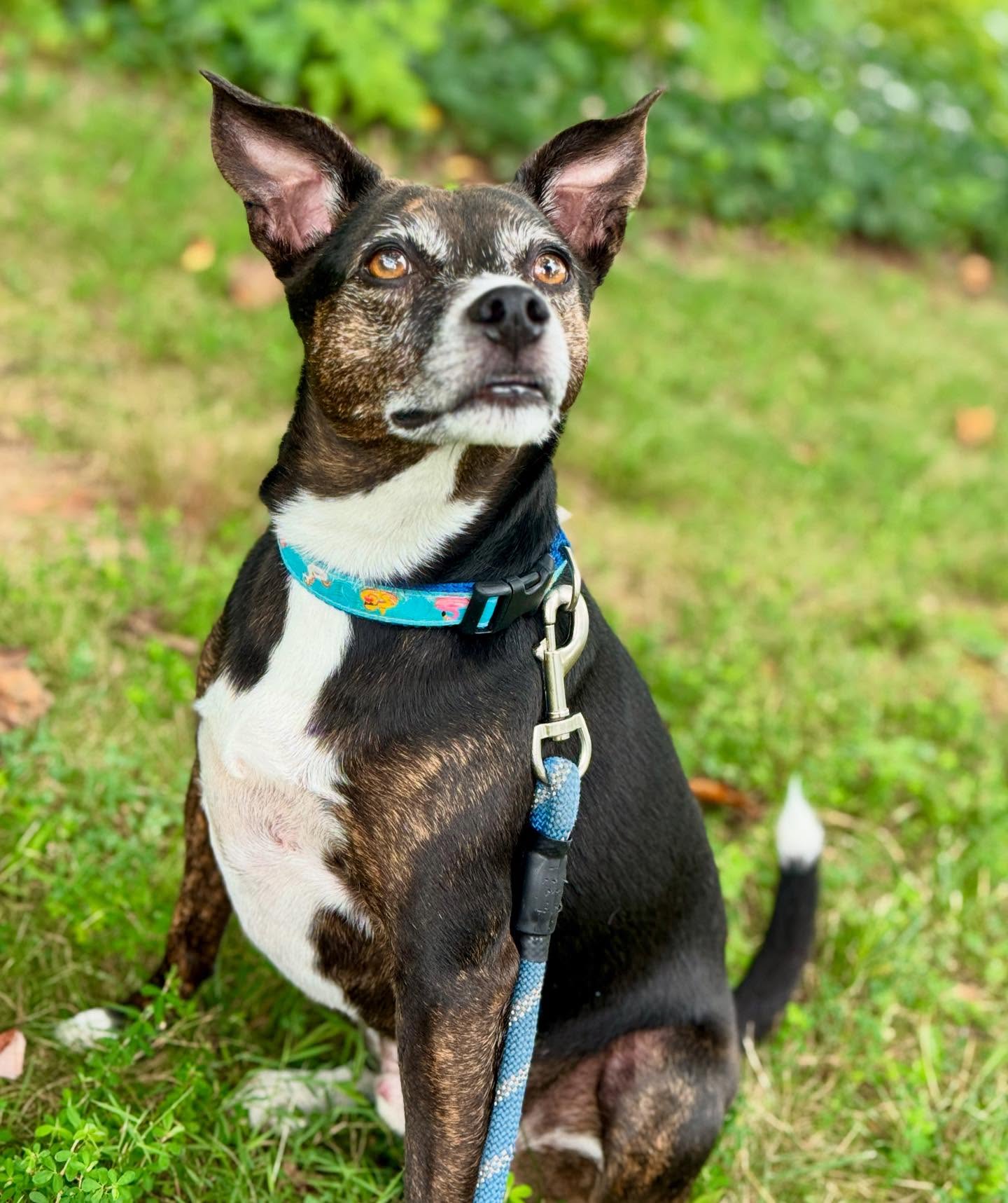โจ No Monday blues when we get to spend time with our buddy Milo! Walks like these make every day brighter ๐๐พ
#AllCreaturesPetCare #WilmingtonDE #DogWalking #PetSitting #HappyPets #DogsofInstagram #NoMondayBlues #DogWalks