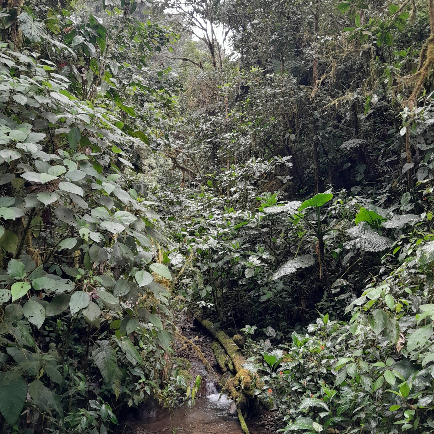 Some pictures taken in the Santa Lucía Cloud Forest Reserve on a random summer day.
:)