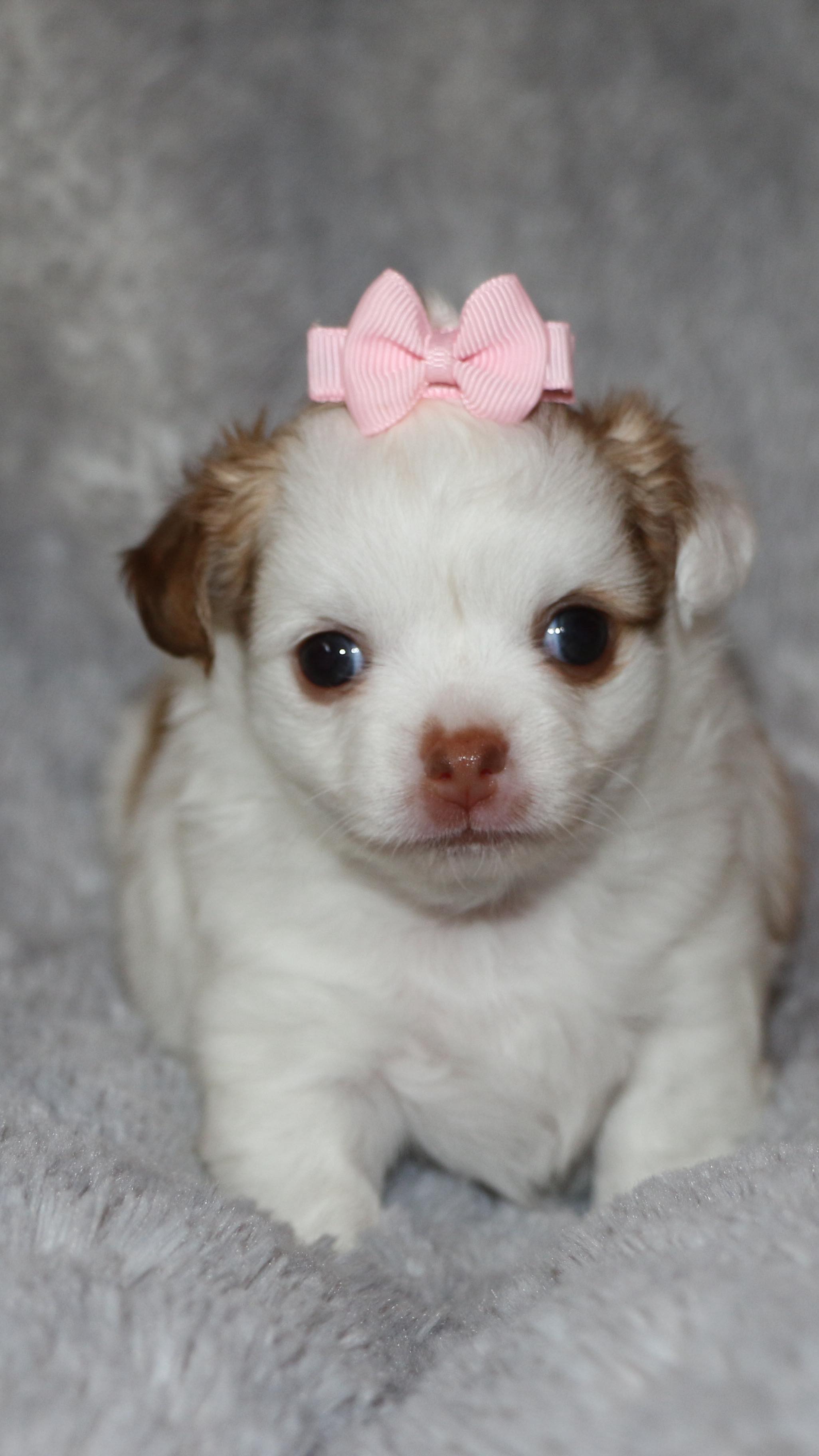 Daisy and Priscilla 🩷🥹#fyp #chihuahua #cute #fuzzy #trending #longhairedchihuahua chihuahuapuppy #cute