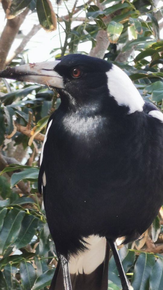 After weeks of seizures and stillness, I’m finally returning to the things I love 🤍 Every time I do, the birds show up at my window like little messengers reminding me I’m not alone.
Today it was a magpie (his name is Oreo) singing back at me with a ‘hold tight, you’re slowly coming back to life’ 🐦✨ 🎶
Sometimes it feels like I’ll never fly, like I’m always swimming against the tide. But hearing ‘don’t you know your pain is mine? I would die a thousand times to ease your mind’ while this magpie stared me down… it hit different.
The birds don’t question my pace, my pauses or my pain... they just arrive, sing their song and remind me that I belong here too 🌿 Slowly, gently, I’m finding my way back and maybe that’s the whole point 🙌🏻 not to rush the return, but to notice the magic in every step back to myself 🤍