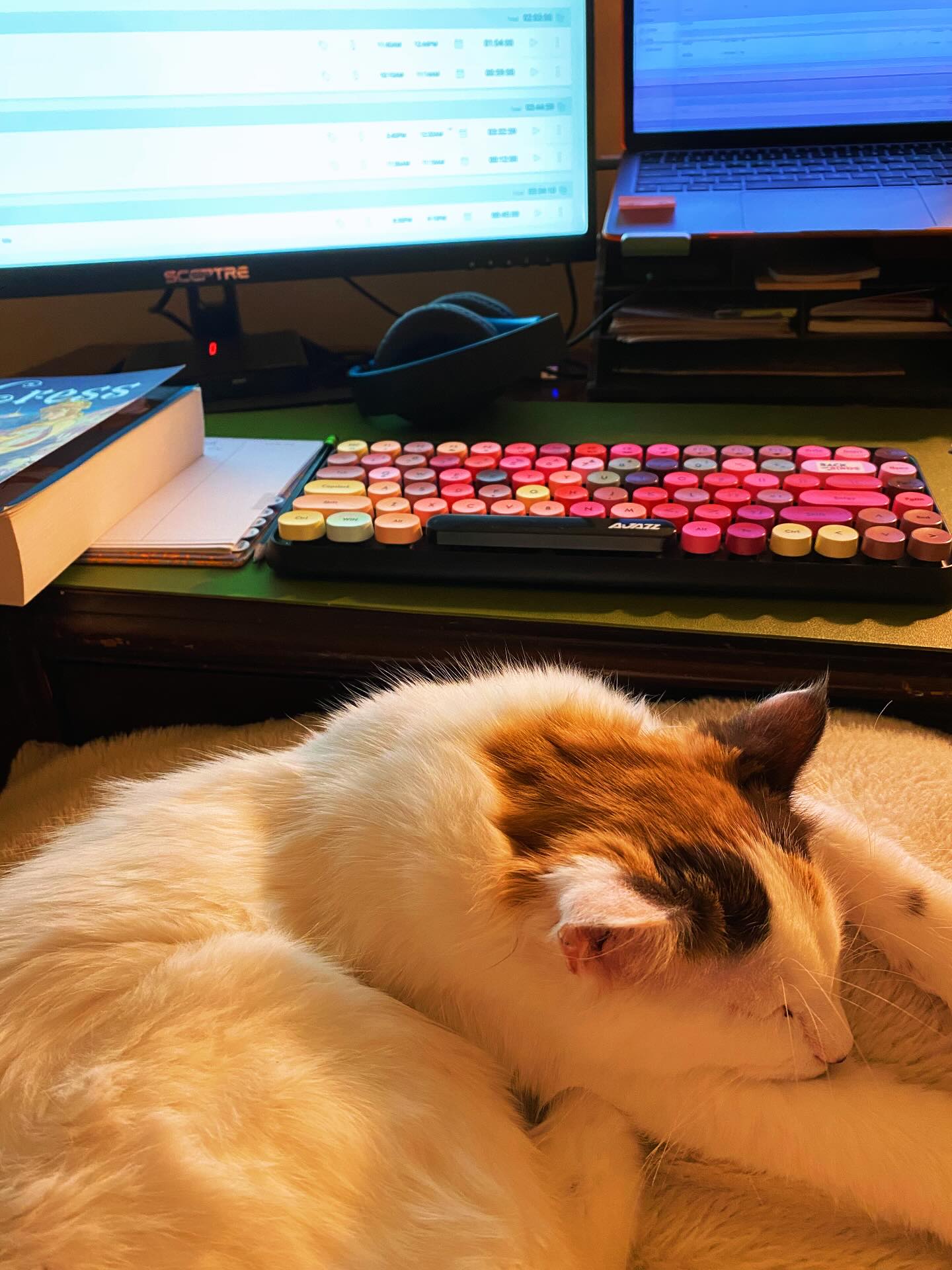Ready to start work. Been switching up my schedule a bit to help me have more inspiration and energy. Working evenings instead of mornings this week and have regained a lot of footing in the productive sense.
Also love that I also can get kitty love while working 🤍
#writer #productivity #kitty #cats