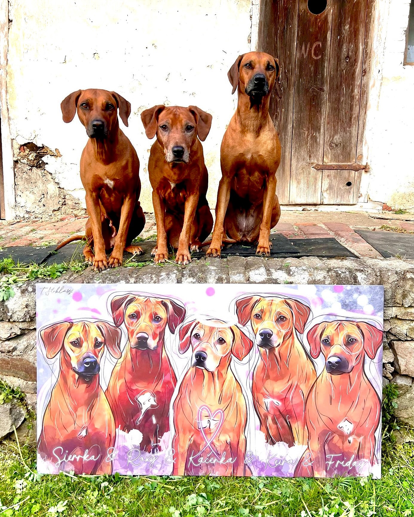 Další ze série, kdy mají moji klienti jak obraz, tak i tetovačku ode mě ❤️
A to je prostě něco tak skvělého, něco co mě žene dál.. nenabízím Vám jen kresbu parťáka, díky které si můžete už napořád připomínat, že i ten nejlepší kámoš může mít 4 nohy a čumák ❤️ ale nabízím Vám i věčnou vzpomínku, památku pod kůži. A to je sakra něco jiného 🖤
Díky za ty roky s Vámi 🫶🐾
#dogart #dogportrait #dogportraits #dogportraitartist #dogdigitalart #ridgebacks #ridgeback #ridgebackcz #ridgebackcommunity #ridgebackczech #rhodeskyridgebackcr #rhodeskyridgeback #rhodesian_ridgeback #rhodesianridgeback_feature