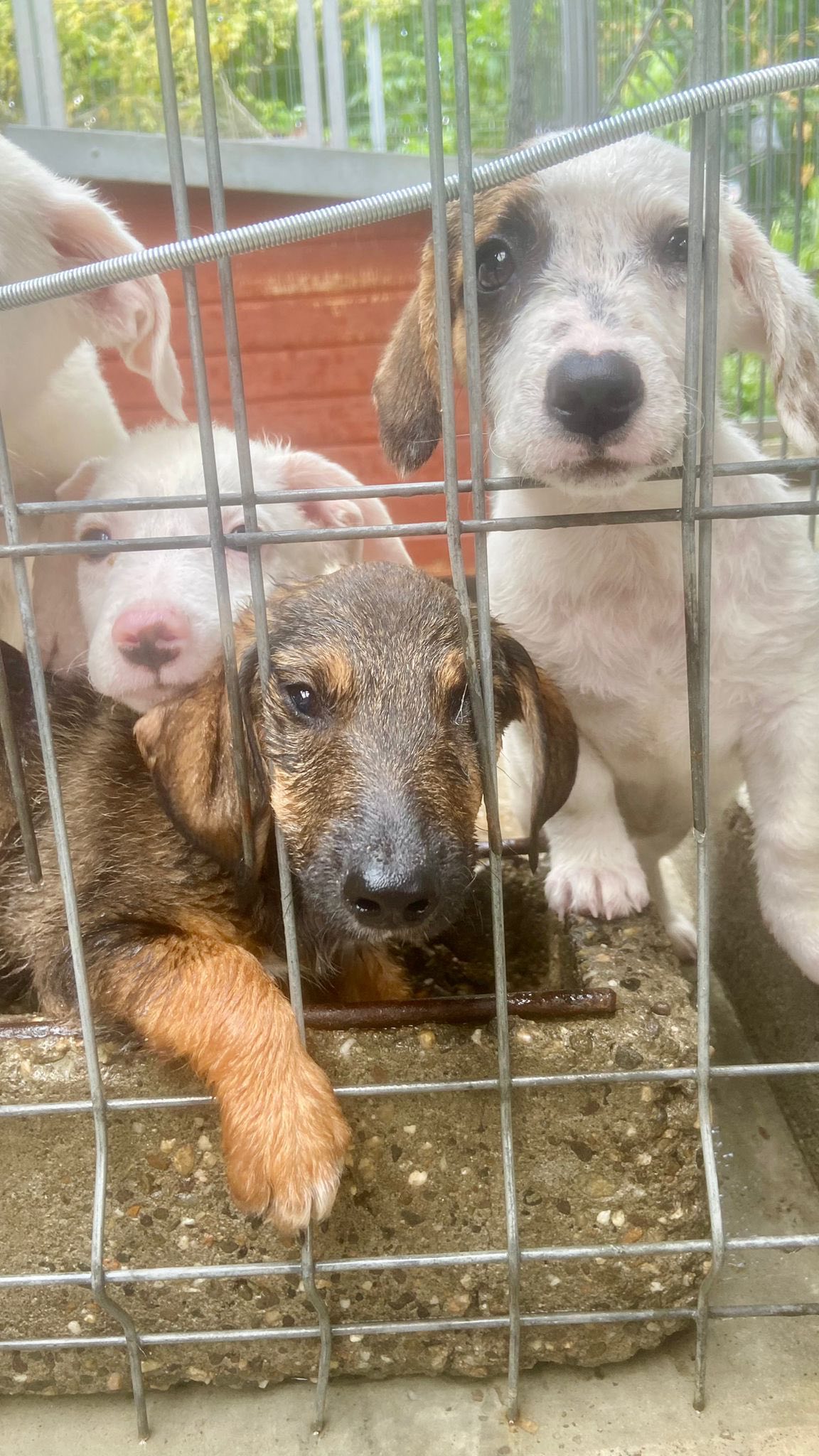 ✨ Wieder neue Abgabe Welpen im Shelter von Ludus 🥺
Schaut nur – gleich 11 kleine Welpen wurden im Shelter abgegeben…
Die jüngsten 8 sind gerade einmal ca. 6 Wochen alt, die ältesten drei ca. 2 Monate.
So klein, so unschuldig … 💔
Sie wurden medizinisch versorgt und dürfen sich erst einmal erholen.
Bald schon dürft ihr die Kleinen taufen – wir werden euch natürlich berichten. 🐾💕
———————
💻 Mehr Infos:
www.wir-fuer-hunde-in-not.de
📧 Email: kontakt@wir-fuer-hunde-in-not.de
———————
#tierschutzverein #dogs #streunerliebe #love #tierschutz #hunde #welpen #puppys #hundesucheneinzuhause #deutschland #rumänien #adoptdontshop #rescue #hunderettung #hund #adoptme #tierheim #tierheimhunde #shelter #hundeinnot #wirfürhundeinnot