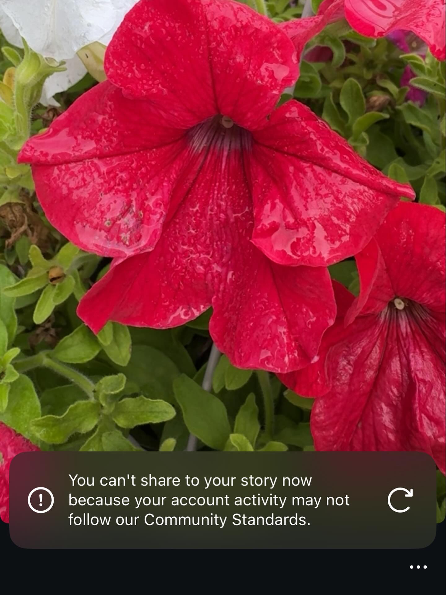 I can’t share stories right now because Mark Fuckerburg don’t want all of you to know how to heal yourselves and make your own medicine, and grow regenerative and sustainably.
I’ll be posting all of which I can’t post here on my X @TheGrassMenagry.
Such a joke of an App honestly.
♟️👁️🤷♂️