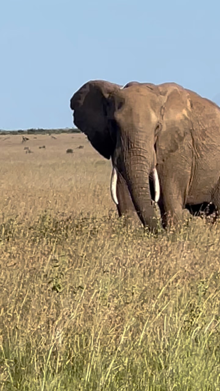 Grateful for an incredible week — from multiple African safaris to a crazy girls trip ( I am jealous!) to the Kentucky Derby to an incentive group bound for Oregon’s Willamette Valley.
Even more meaningful, it was also the week we expoloded all sales records at my young company.
Cheers to the clients and friends who make it all possible!