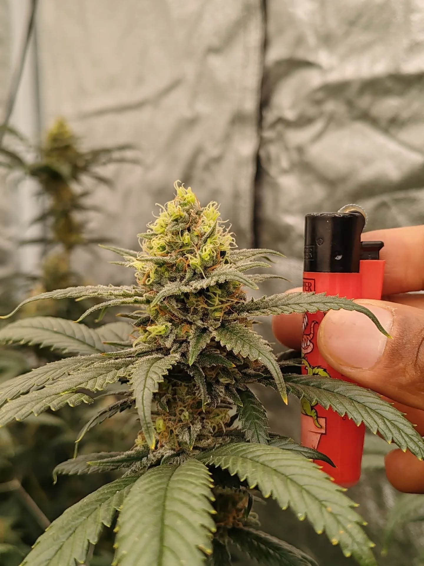 If only we could share the terpene profile of our Triple Cheese by Barney's Farm 🧀🤤
Available @ www.cannacuts.co.za or send us a WhatsApp on 079 507 9272 💪
#cannacuts #cannasa #growyourown #cannabissa