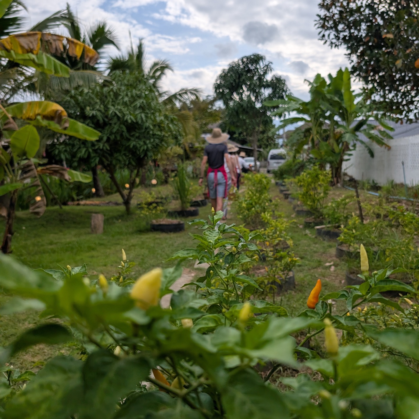 Stepping into the magic. ✨ Our Thai cooking course started with a walk through the most beautiful organic farm, where we'll be hand-picking our own ingredients.
This is going to be so much more than just a class—it’s an experience.
Book your class now https://www.thebestthaicookingcourse.com/our-class
#farmtotable #ChiangMai #thaicooking #organicfarming #TravelThailand