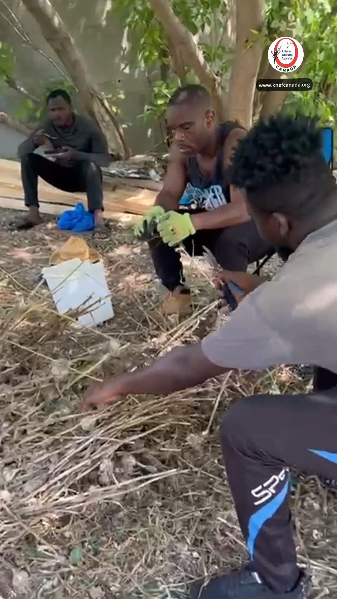 We just harvested the very first batch of garlic from our KNEF Canada farm.
Join 📅 Free Regenerative Workshop: Nov 27–29, as we celebrate abundance and learning
Details and link In the comment section.
#knefcanada #garlicharvest #regenerativefarming #farmtotable #schomberg #communityfarming #soilhealth #freeworkshop
