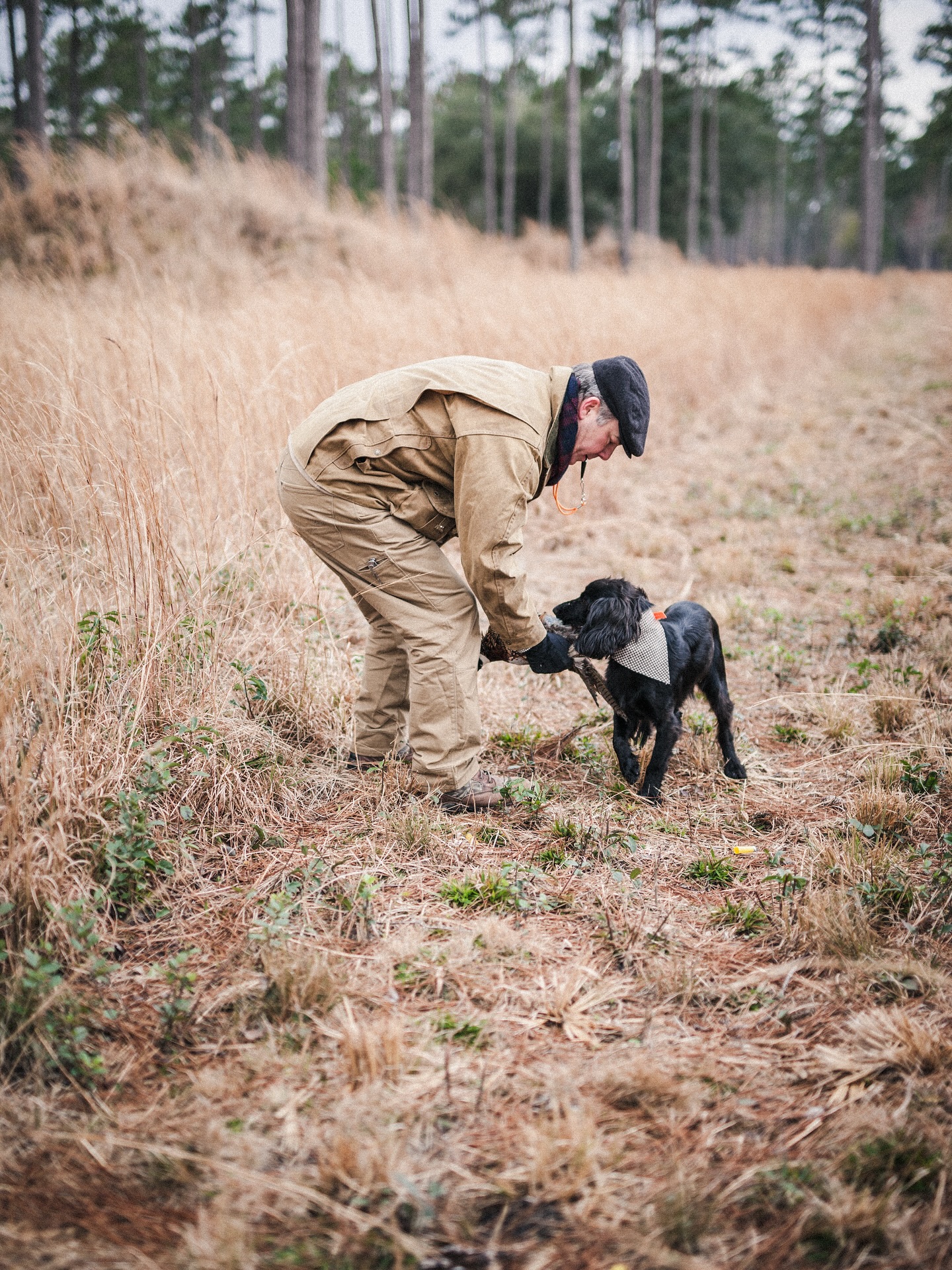 From wild pup to steady partner.
Ever wondered what it really takes to turn a high-drive spaniel into a reliable hunting companion? Every dog’s journey at Spaniel Training by Todd Agnew starts with trust, patience, and a plan.
In the photo: a moment of real progress—calm, confident, and doing what he was bred for. But behind this scene are months of daily lessons: introducing birds, building steadiness, and earning each dog’s focus step by step.
We don’t just train for the field—we develop for life. If you’re ready to see what your spaniel’s journey could look like, reach out or visit spanieltraining.com today. 🐶