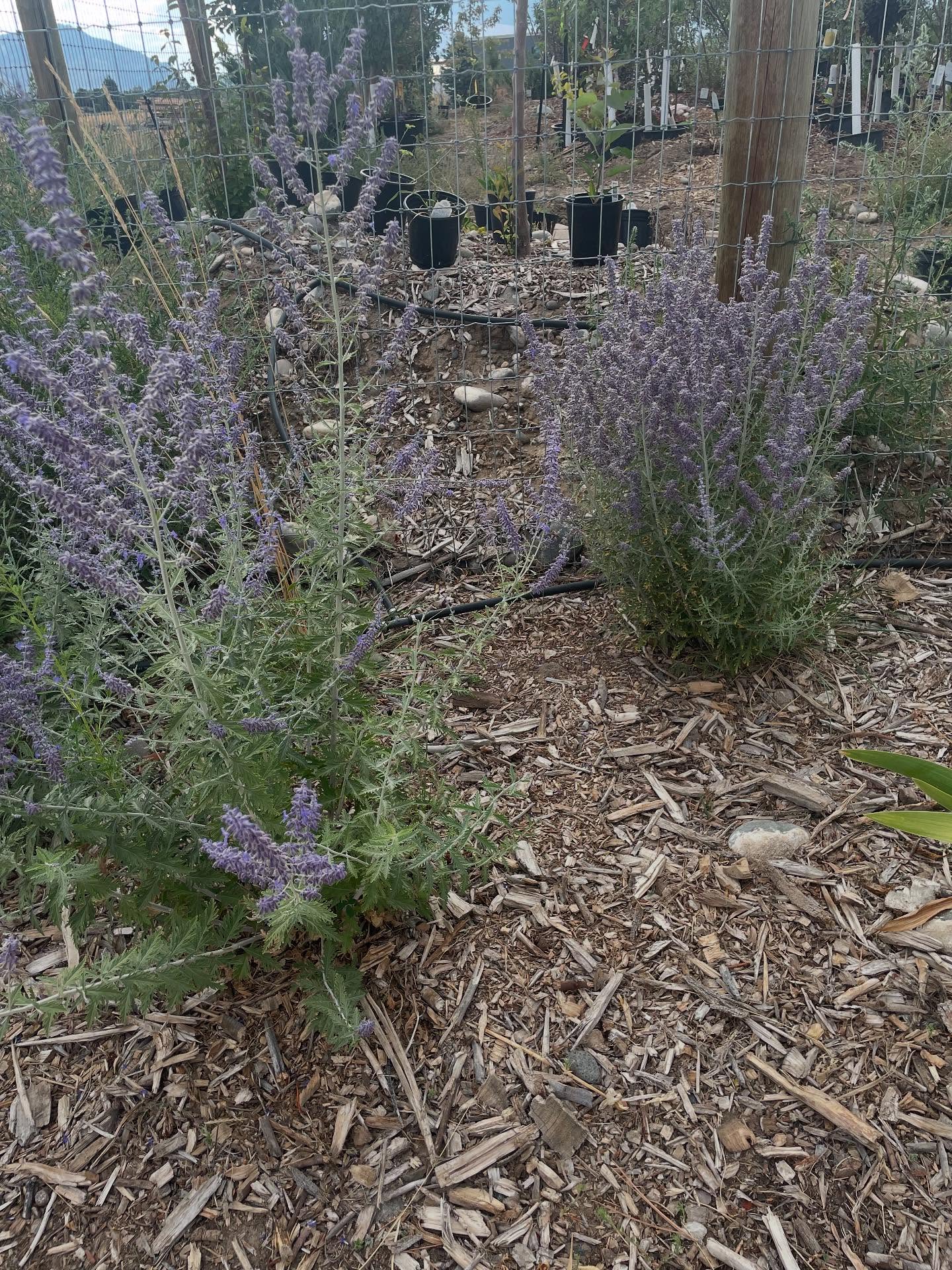 Russian sage? You either love it or hate it. My biggest complaint that I hear is it gets too big & flops over. Did you know that there are dwarf varieties, “bluesette” & “little spire” are my favorites. The one on the right is the variety “bluesette”, has a nice compact growth habit.
